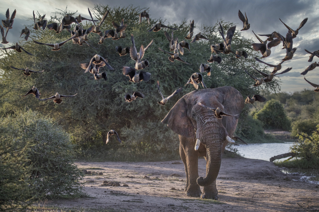 Exploring wild calls of African Savannah