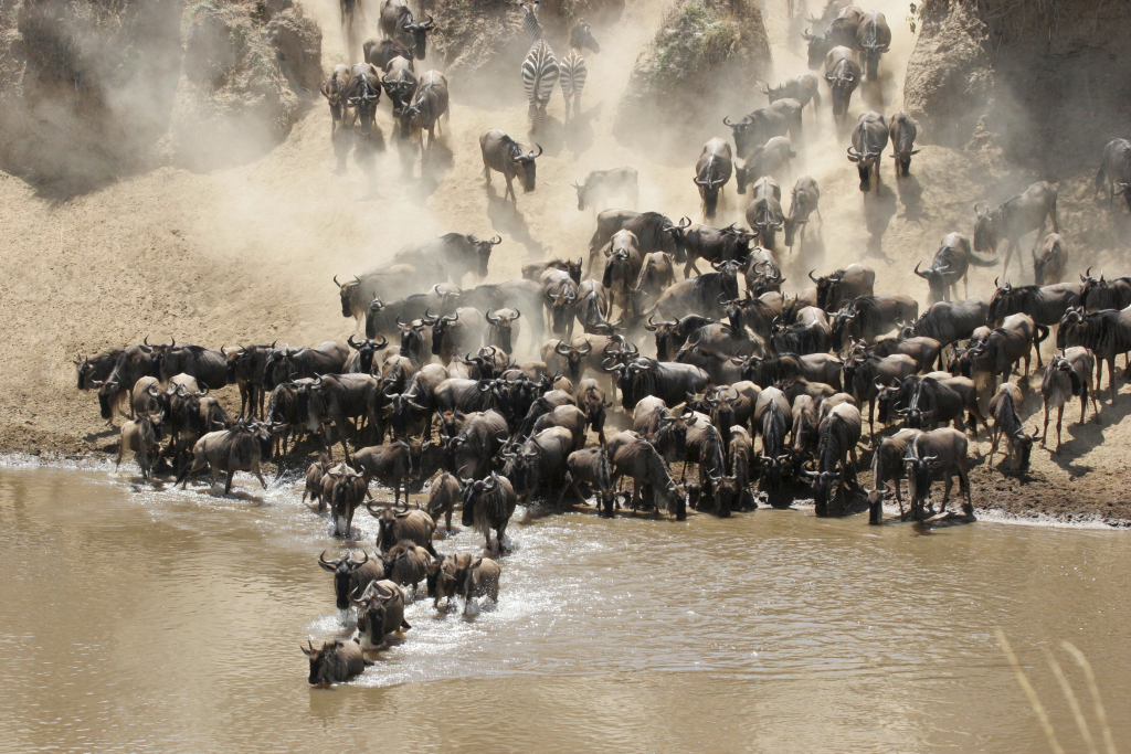 Exploring wild calls of African Savannah