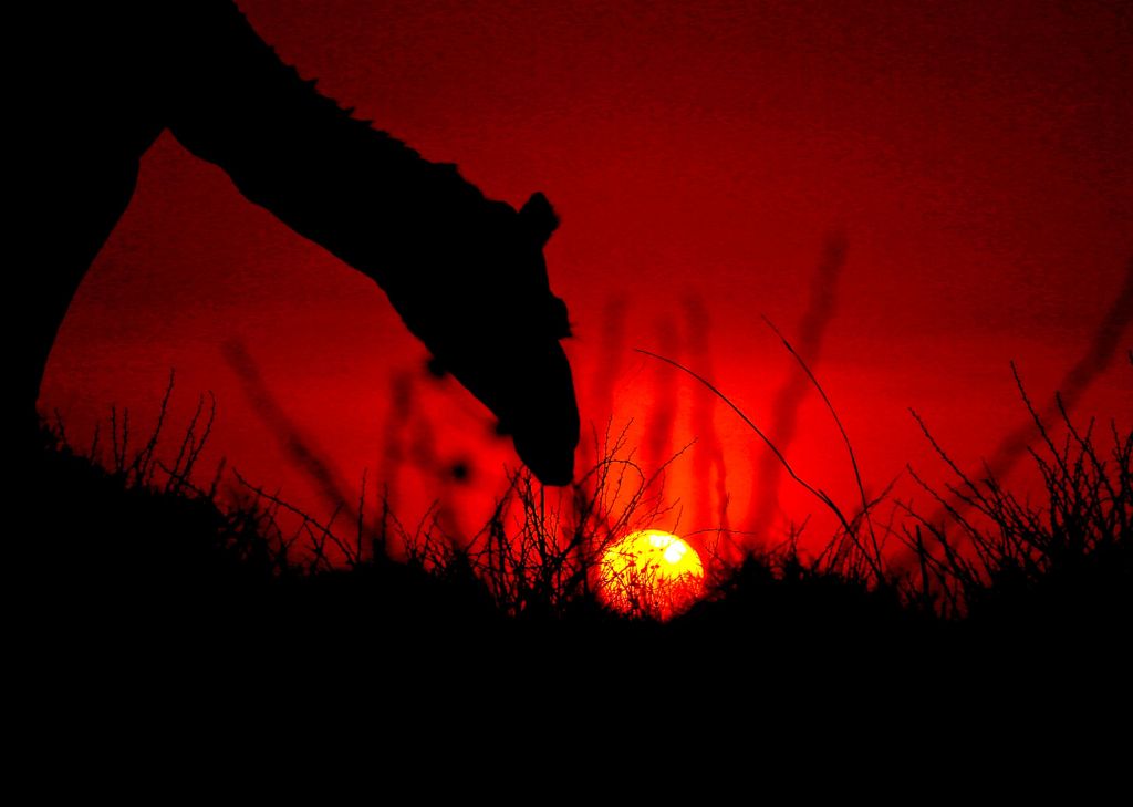 Exploring wild calls of African Savannah