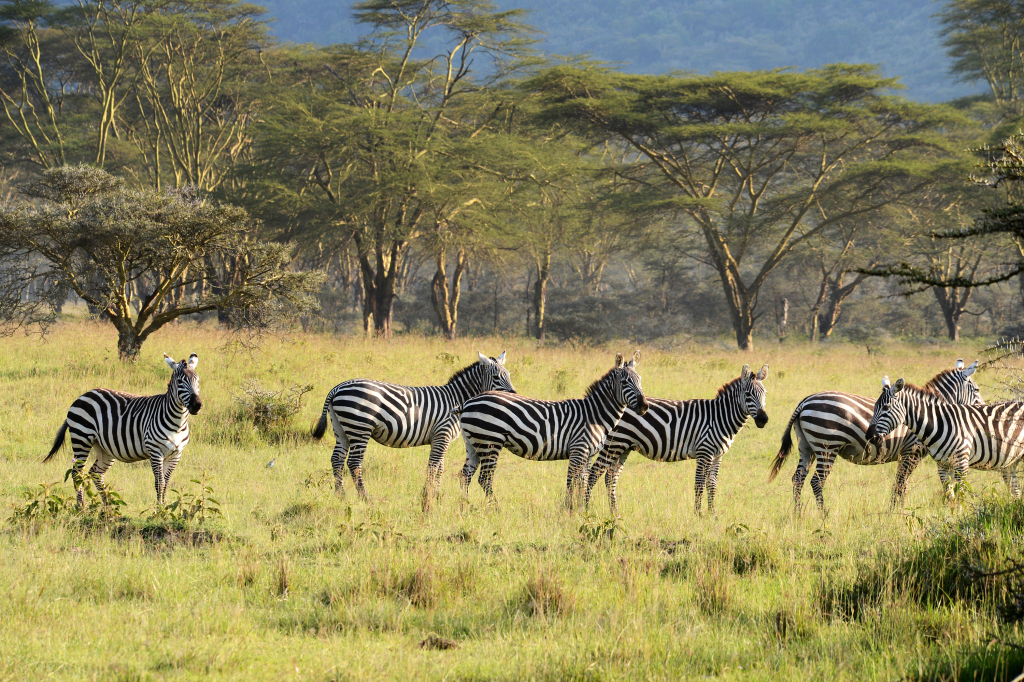 Exploring wild calls of African Savannah