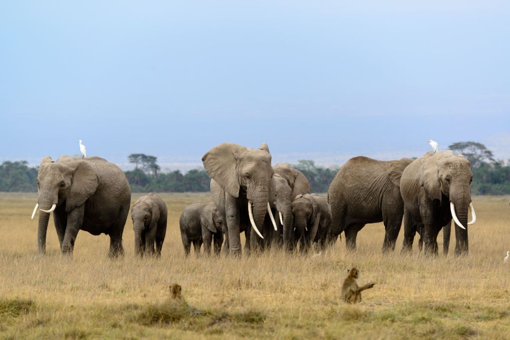 Exploring wild calls of African Savannah