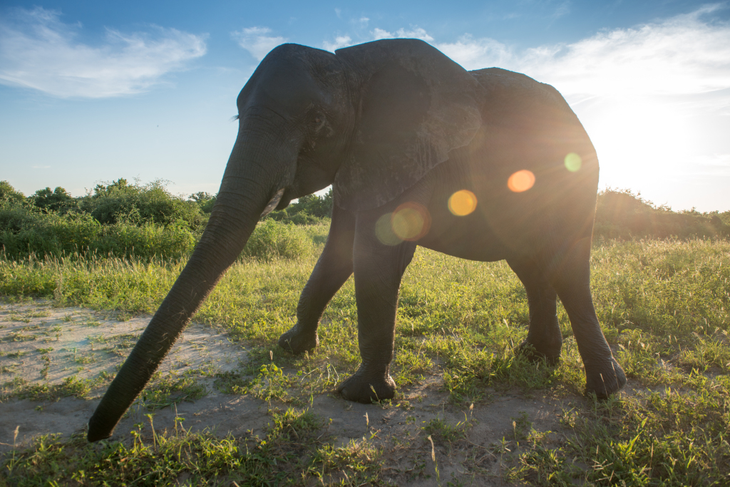 Exploring wild calls of African Savannah