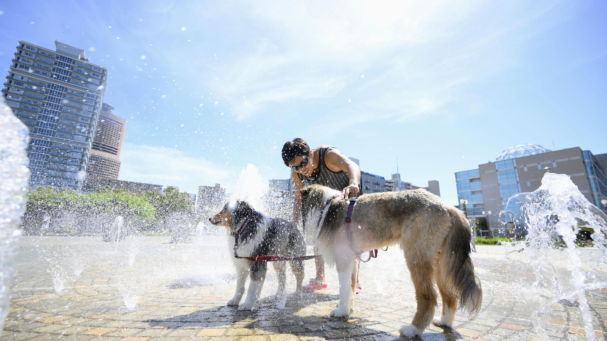 Dogs cool off in a fountain at a park in Hamamatsu in Shizuoka Prefecture, central Japan, amid scorching summer heat on July 29, 2024. /CFP