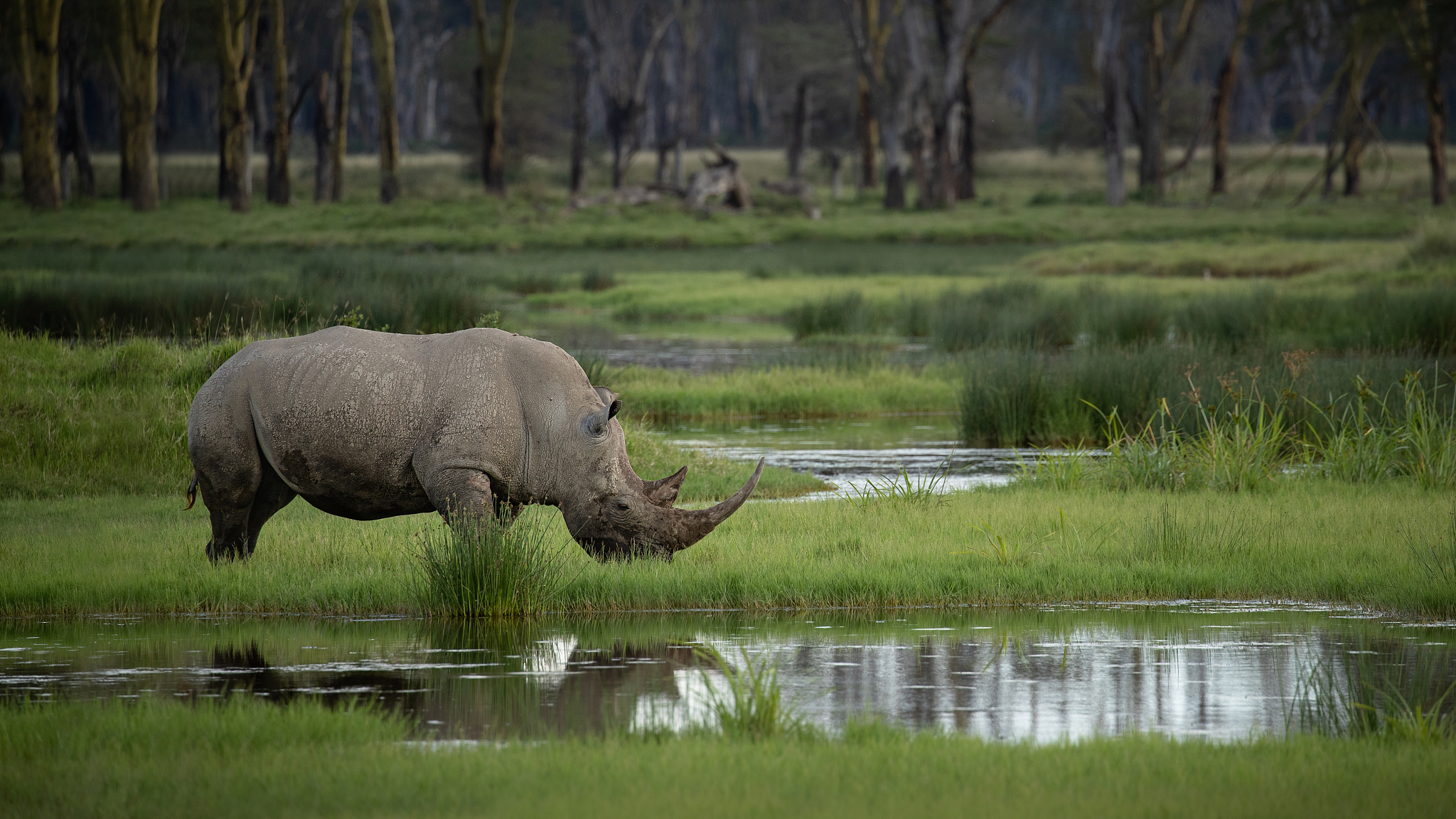 South Africa has recorded a significant decline in rhinoceros poaching in May and June compared to the same period last year, according to local authorities. /CFP