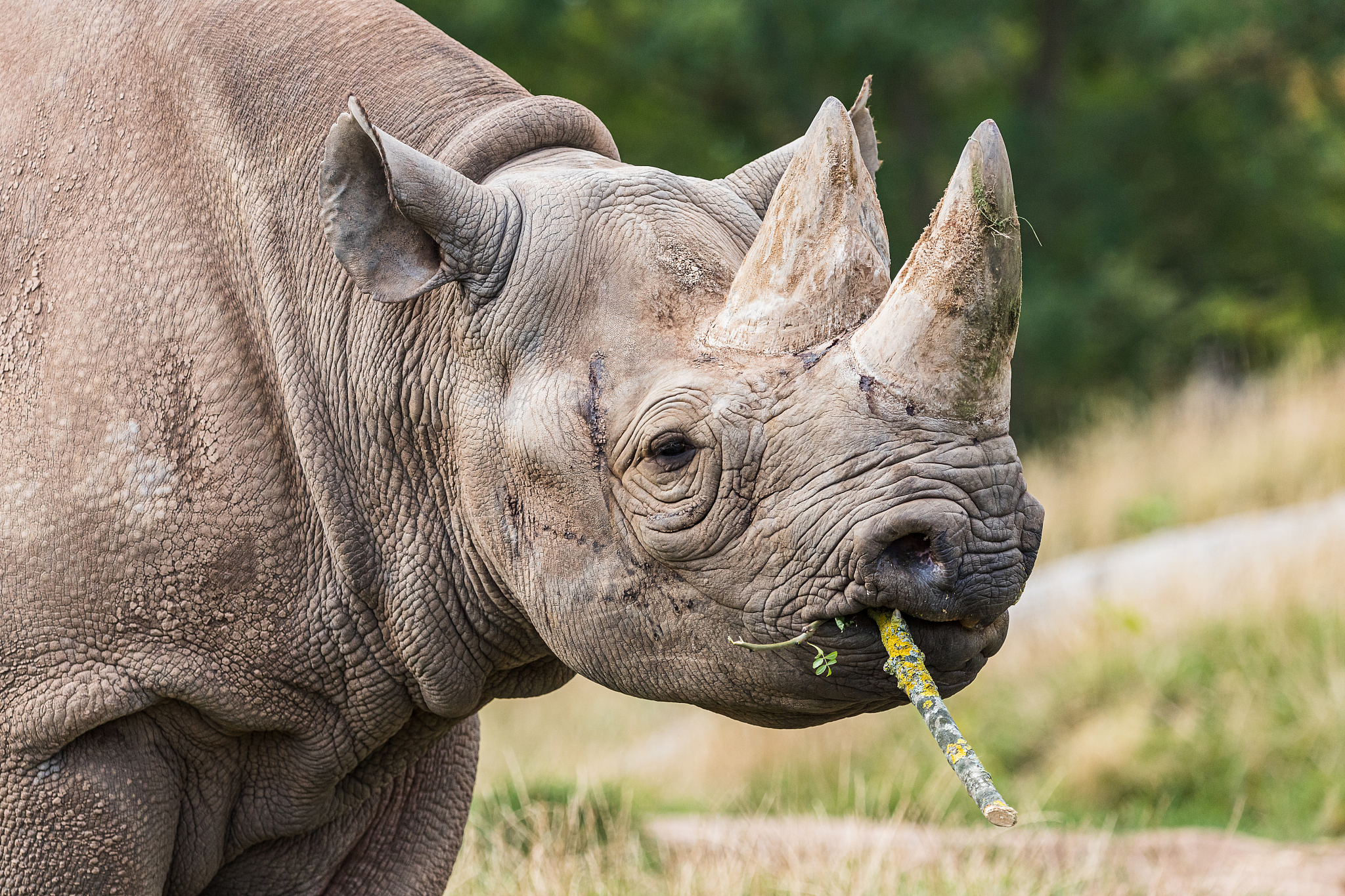 According to the DFFE, at the end of 2023, South Africa reported 16,056 rhinoceros, comprising 2,065 black and 13,991 white rhinoceros. /CFP