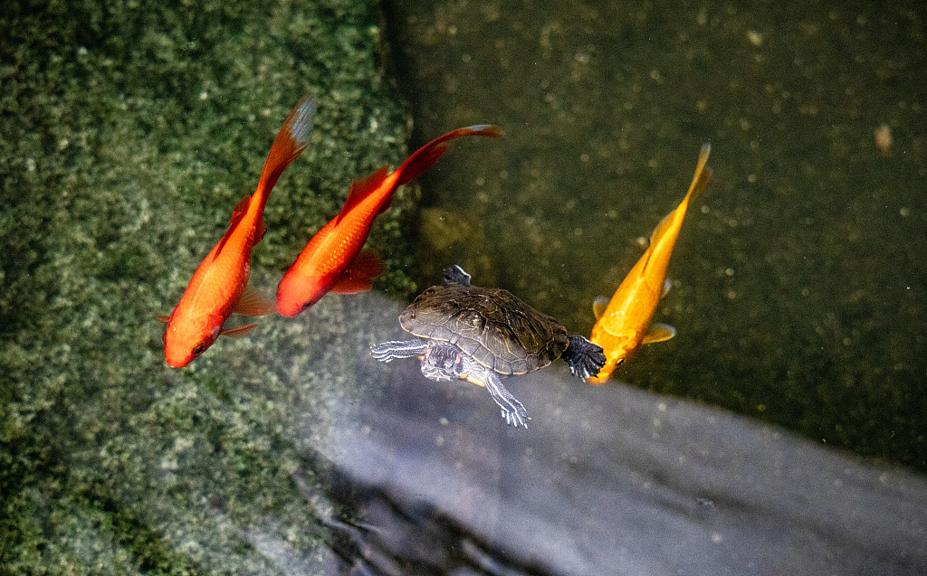 Spectacular fish and a tortoise are spotted in the clear waters at Hongcun Village, east China’s Anhui Province, June 19, 2024 /CFP