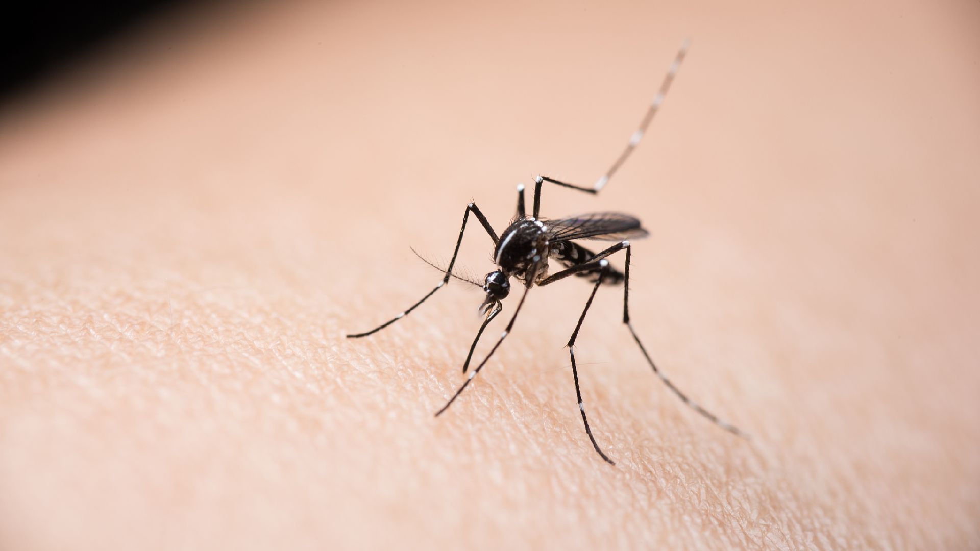 Scientists Make Major Strides in Controlling Mosquito-Borne Diseases