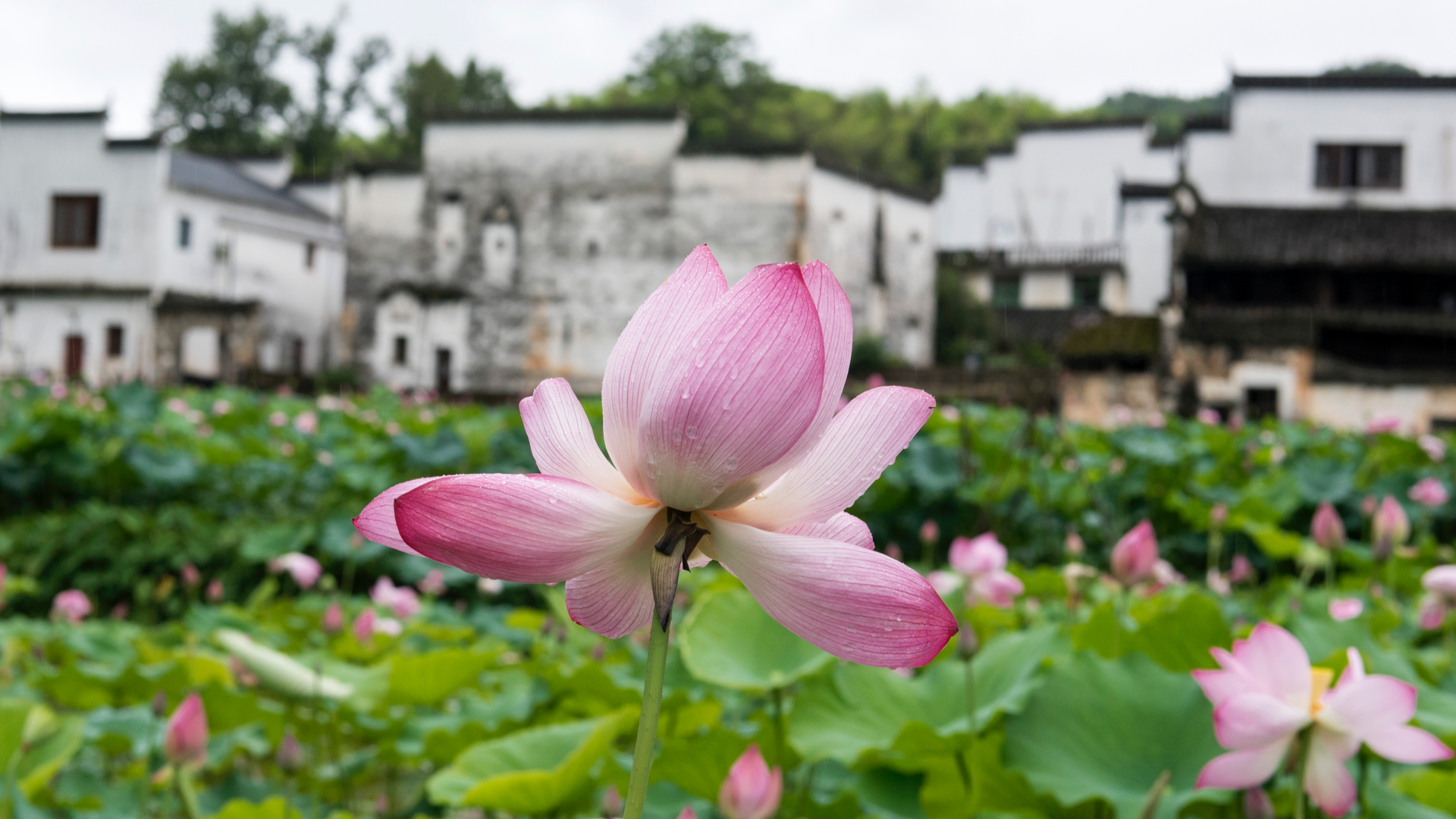 Blooming lotus flowers attract tourists