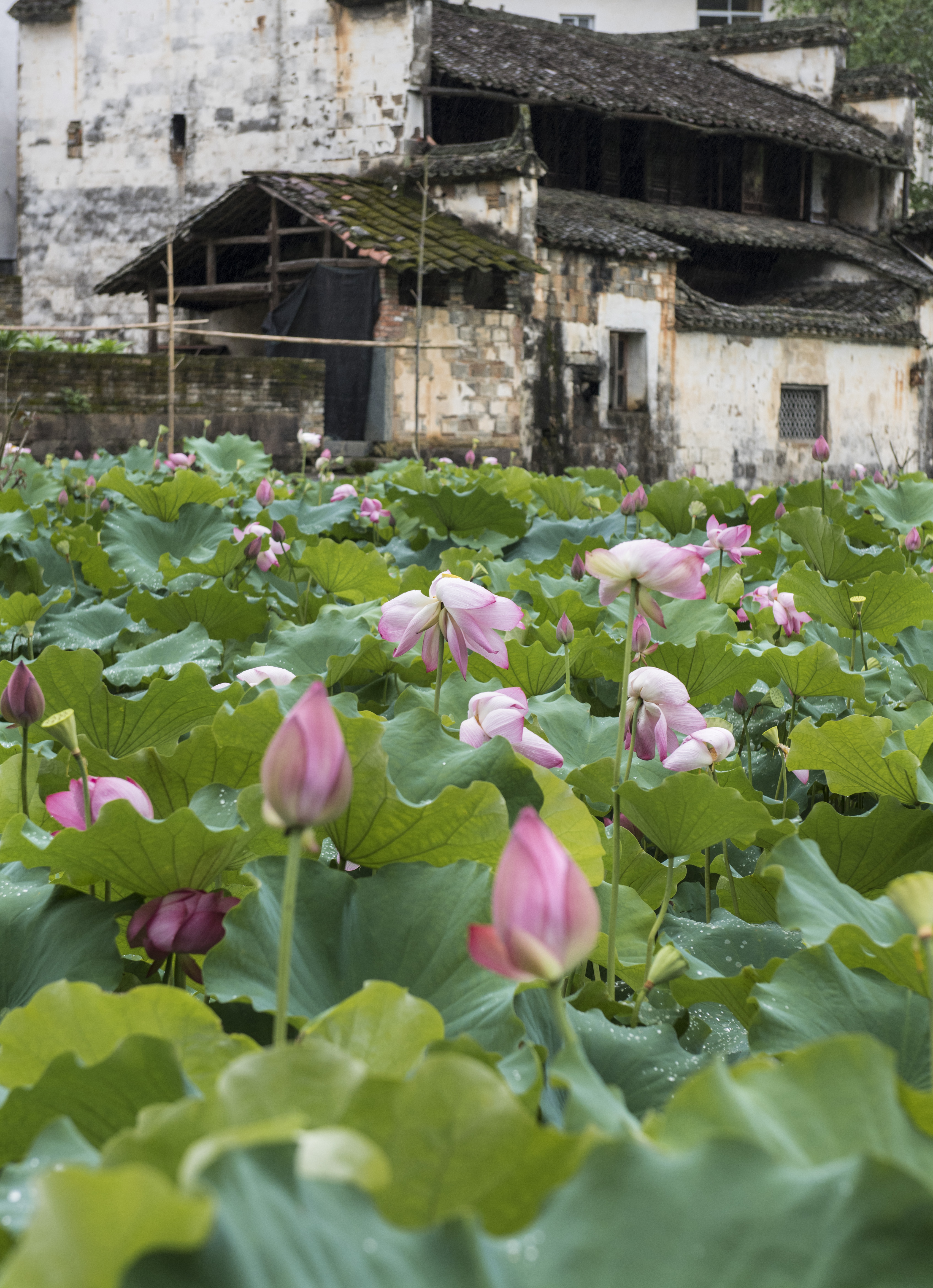 The lotus flowers have entered the summer blooming season in Xichong Ancient Village, Wuyuan County, Jiangxi Province. /IC