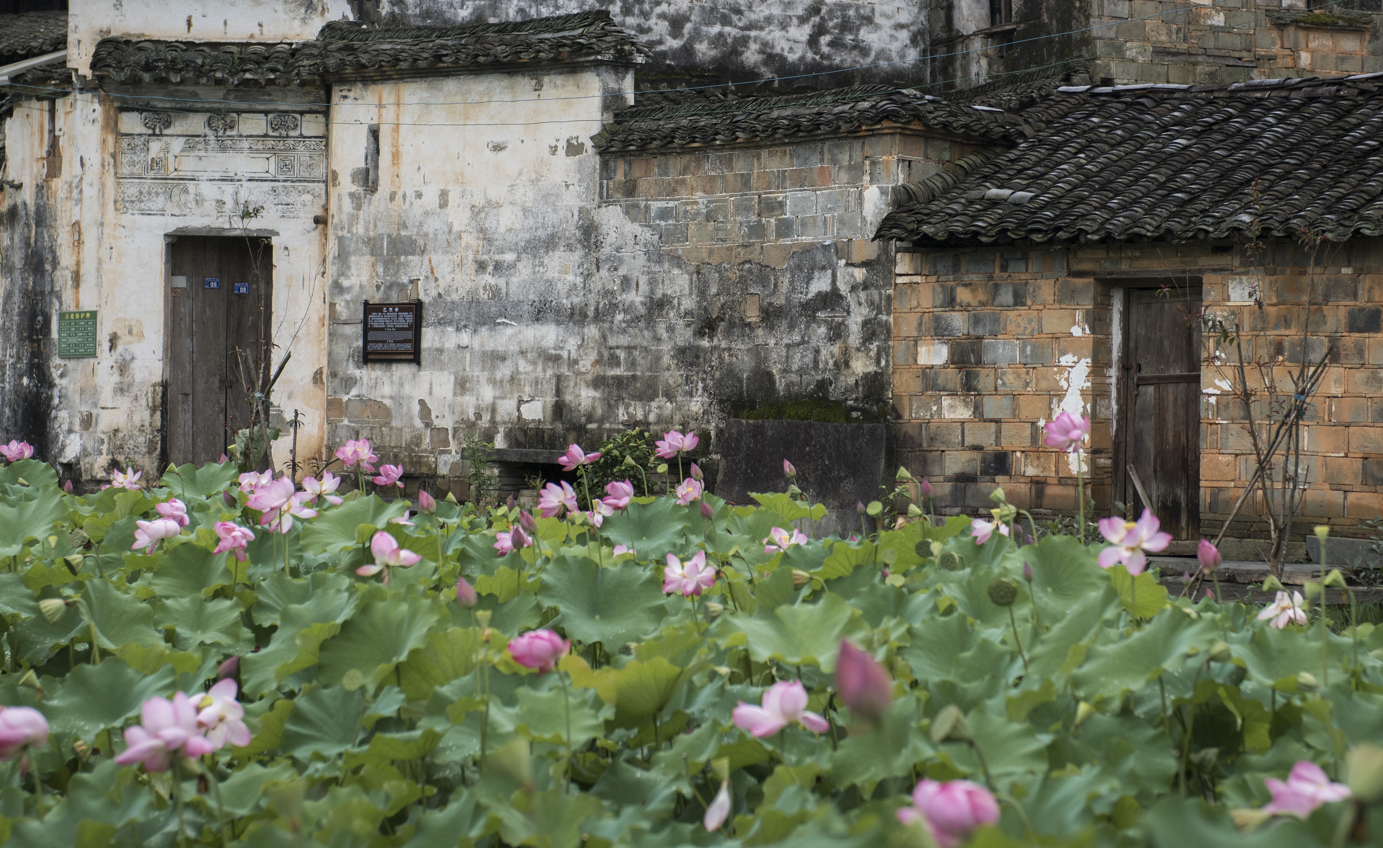 The lotus flowers have entered the summer blooming season in Xichong Ancient Village, Wuyuan County, Jiangxi Province. /IC