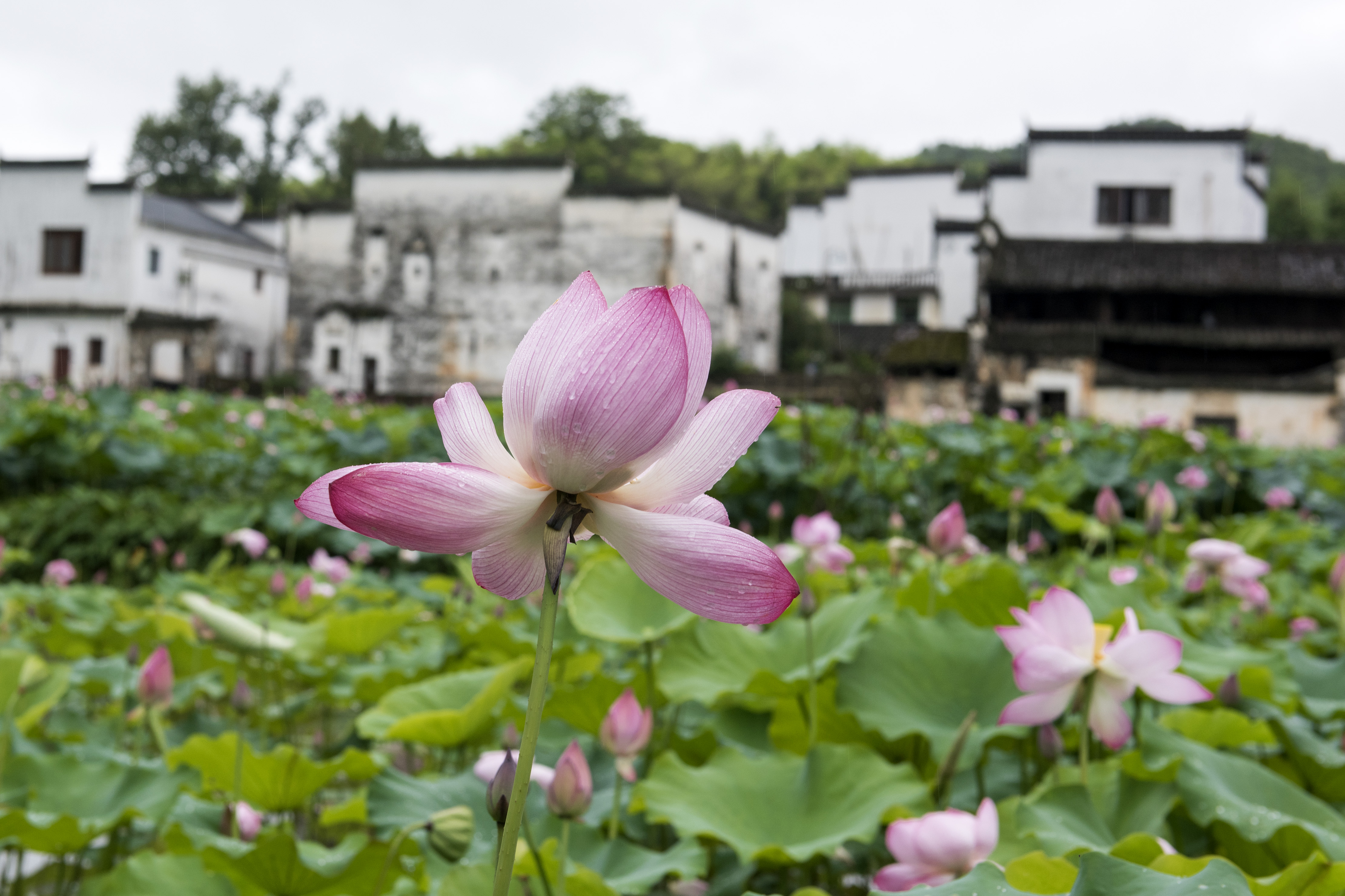 The lotus flowers have entered the summer blooming season in Xichong Ancient Village, Wuyuan County, Jiangxi Province. /IC