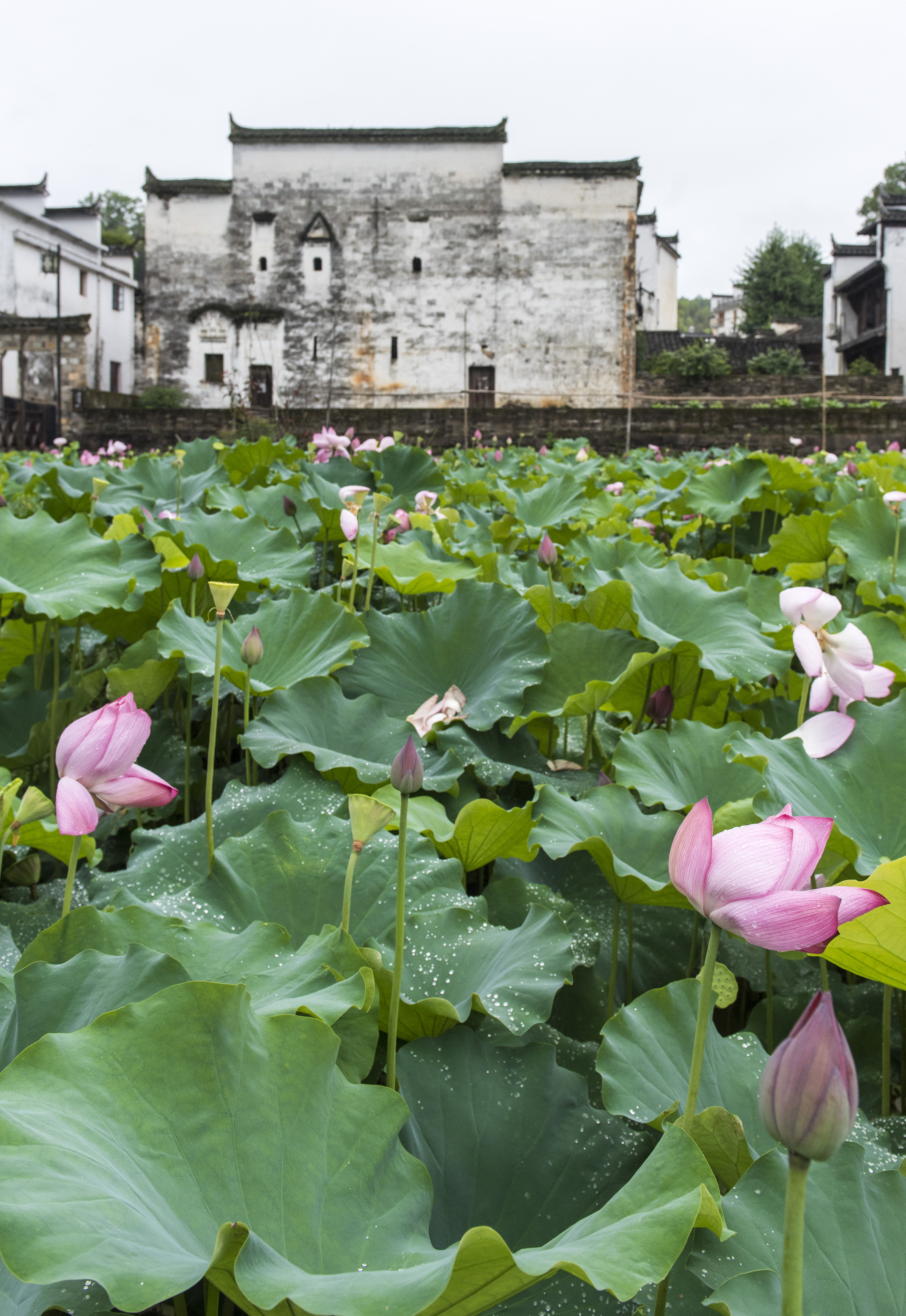 The lotus flowers have entered the summer blooming season in Xichong Ancient Village, Wuyuan County, Jiangxi Province. /IC