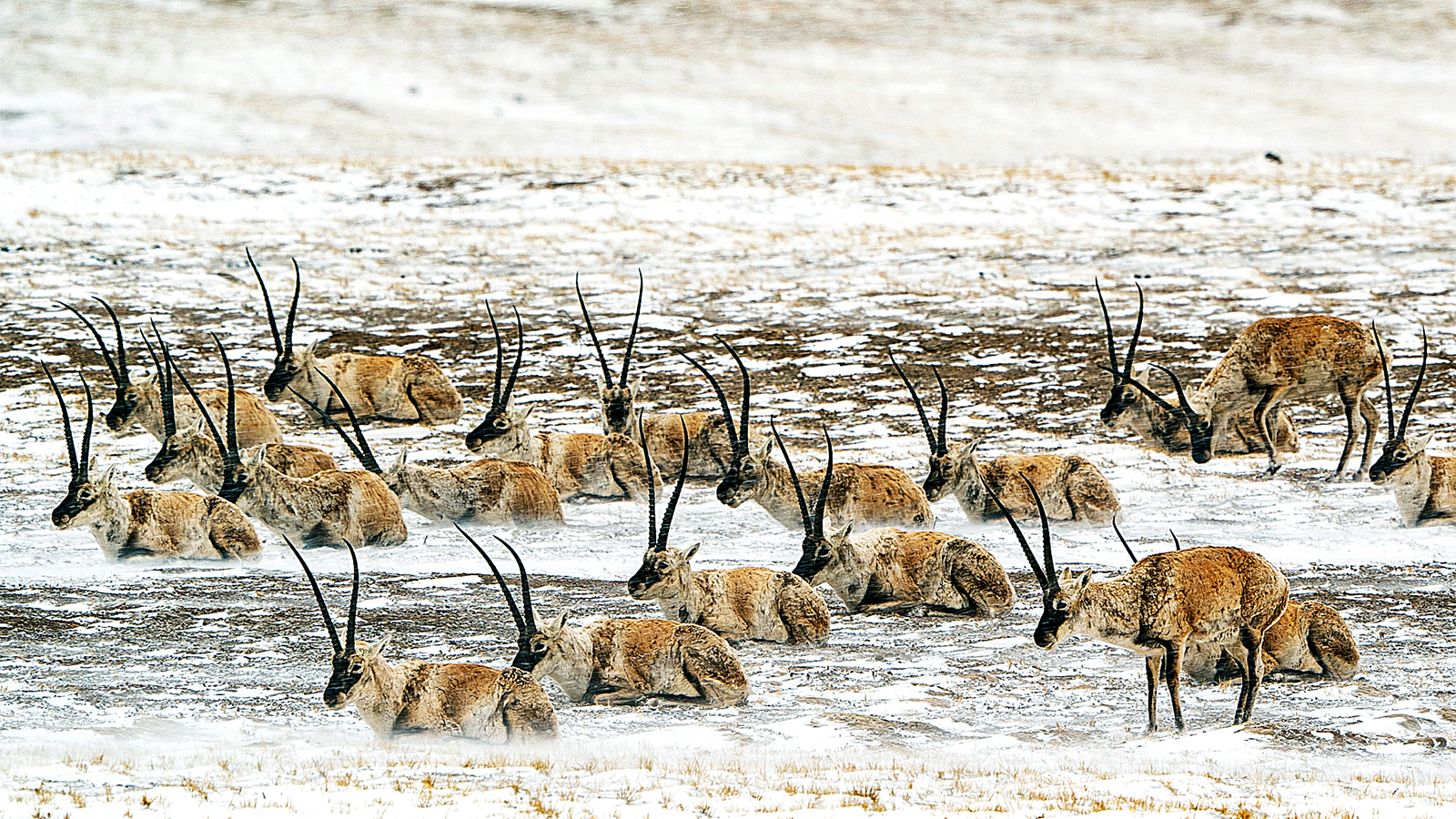 Male Tibetan antelopes remain in their habitat at the Hoh Xil National Nature Reserve in Qinghai Province, while the females migrate to Zonag Lake to give birth. /CFP