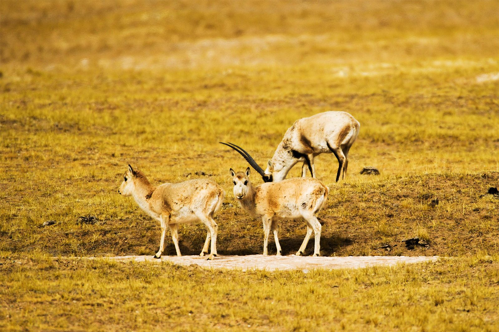 Tibetan antelopes are spotted from the Qinghai-Xizang Highway across the Hoh Xil National Nature Reserve in Qinghai Province. /CFP