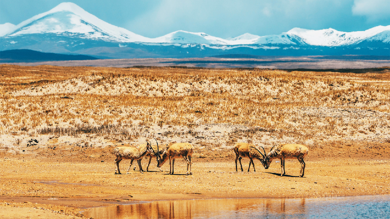 Witnessing Tibetan antelopes along the Qinghai-Xizang Highway