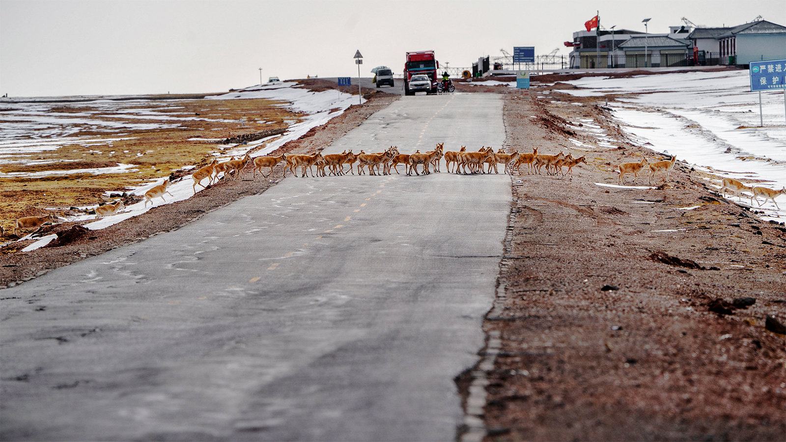 Vehicles stop to allow Tibetan antelopes to cross the Qinghai-Xizang Highway at the Hoh Xil National Nature Reserve in Qinghai Province. /CFP