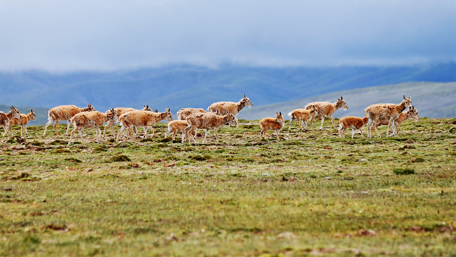 Tibetan antelope mothers migrate with their young at the Hoh Xil National Nature Reserve in Qinghai Province. /CFP