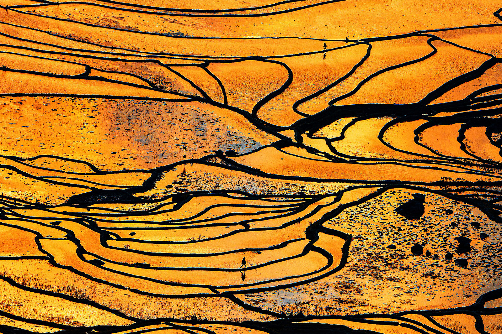 Two people make their way across golden fields reflecting the sunset at the Honghe Hani Rice Terraces in Yunnan Province. /CFP