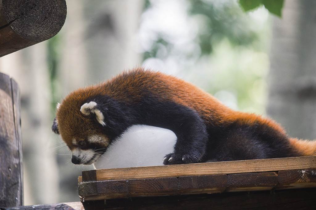 In the scorching summer, a red panda found a new way to cool off and escape the heat on August 4, 2024. /CFP