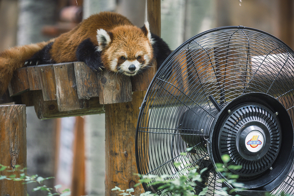 In the scorching summer, a red panda found a new way to cool off and escape the heat on August 4, 2024. /CFP