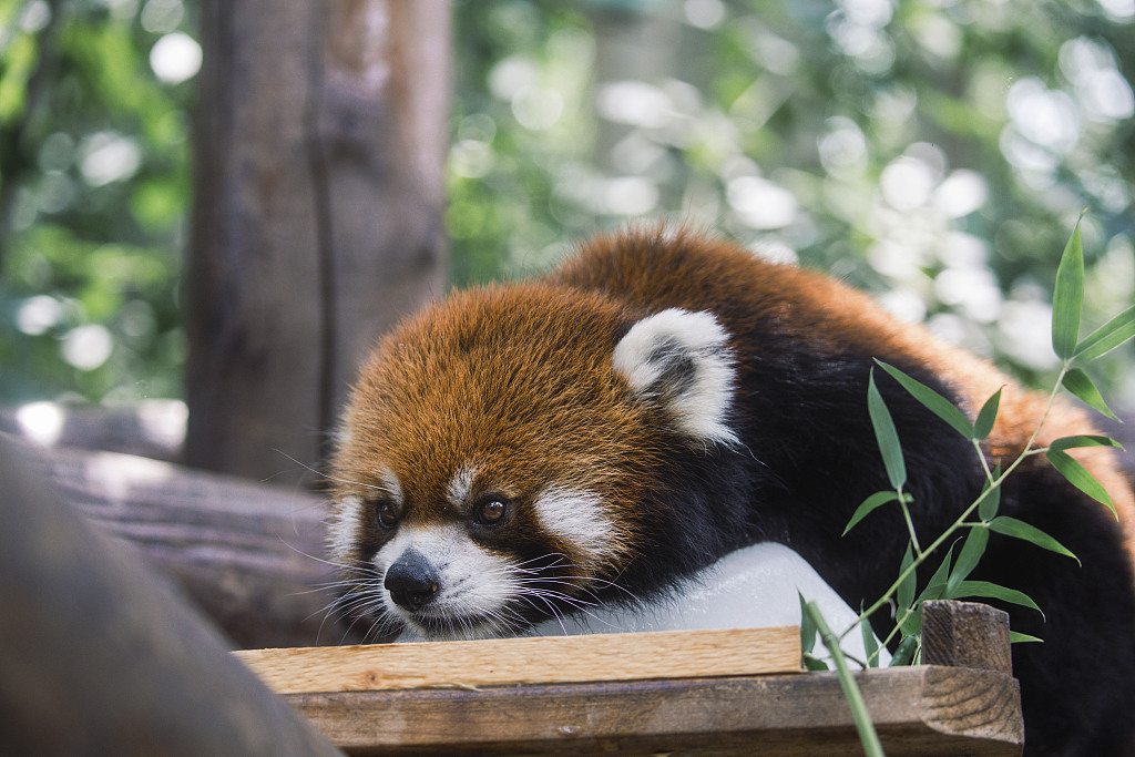 In the scorching summer, a red panda found a new way to cool off and escape the heat on August 4, 2024. /CFP