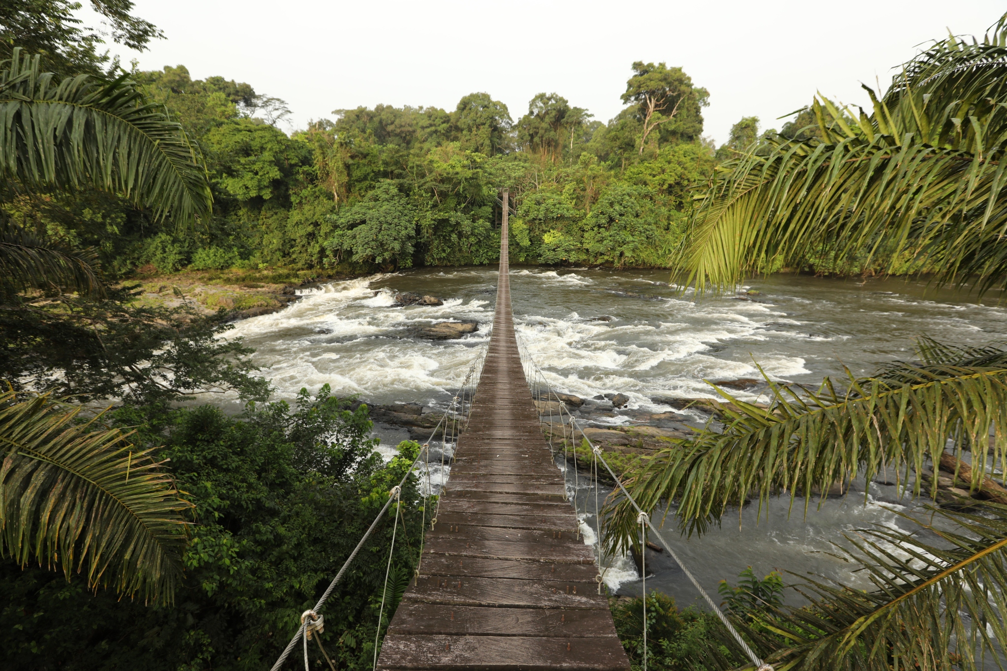 Unveiling tropical enigma: A journey through African rainforests