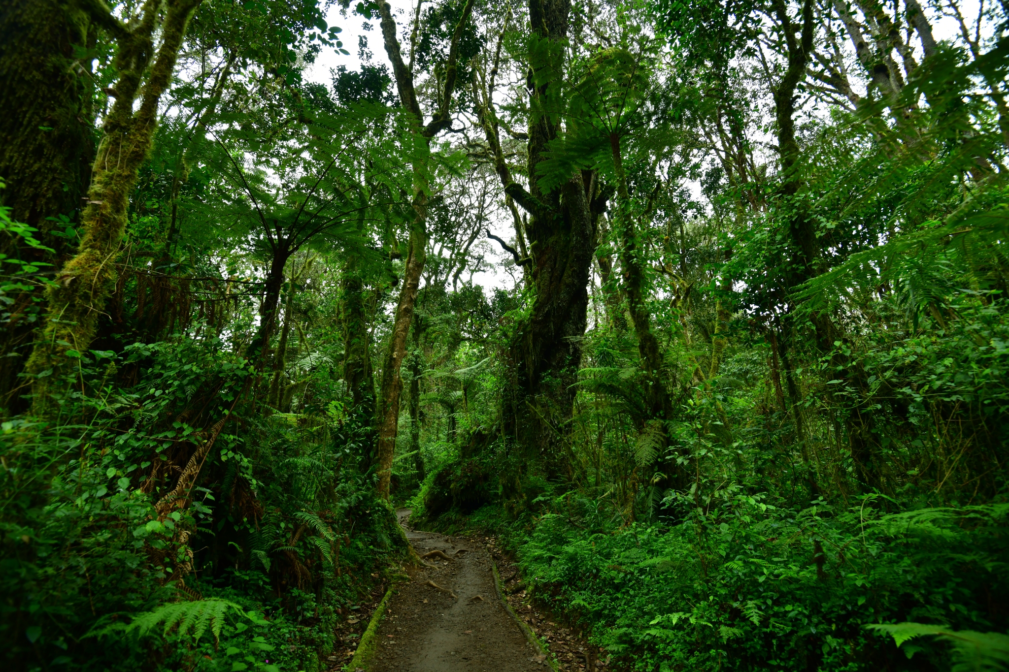 Unveiling tropical enigma: A journey through African rainforests