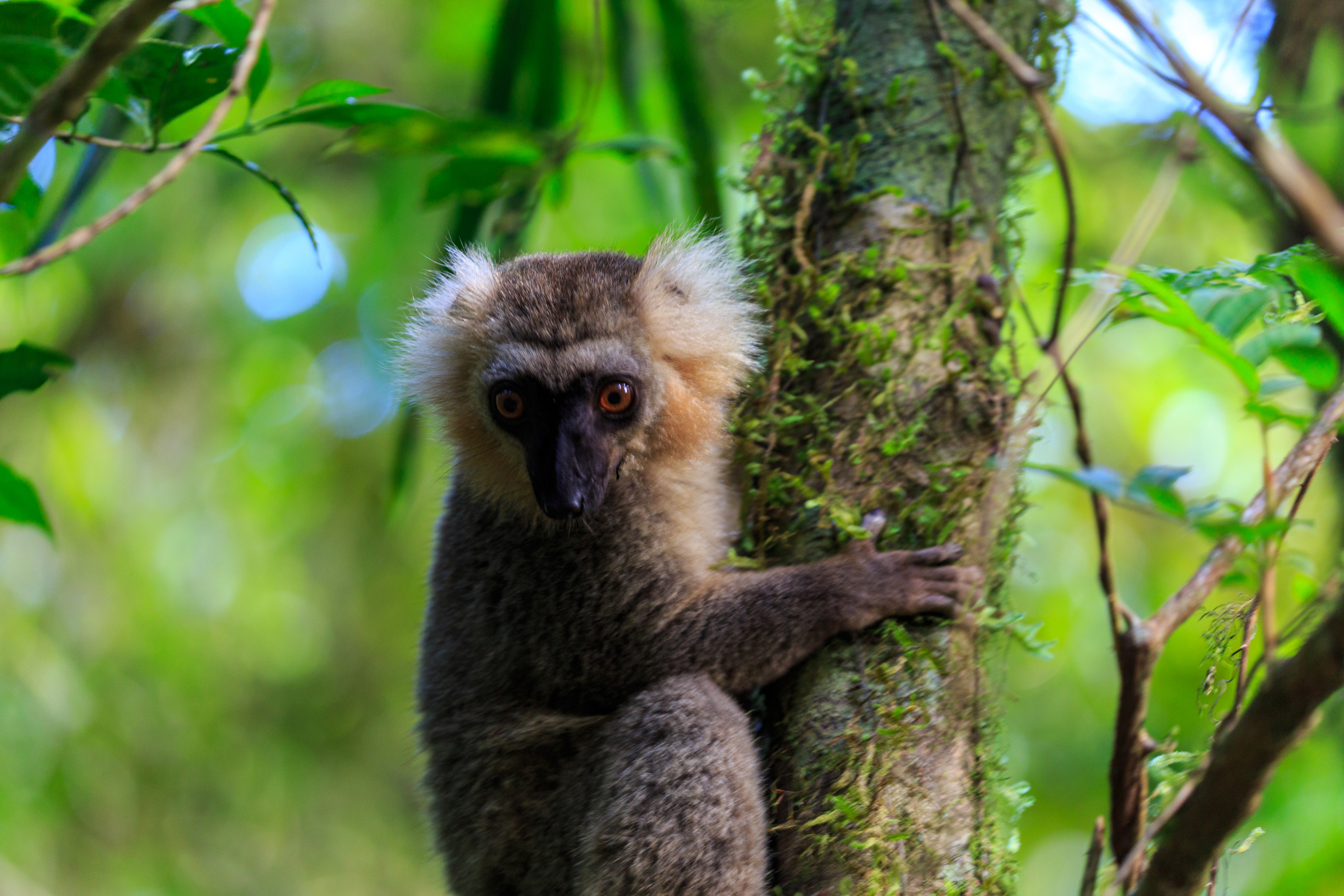 Unveiling tropical enigma: A journey through African rainforests