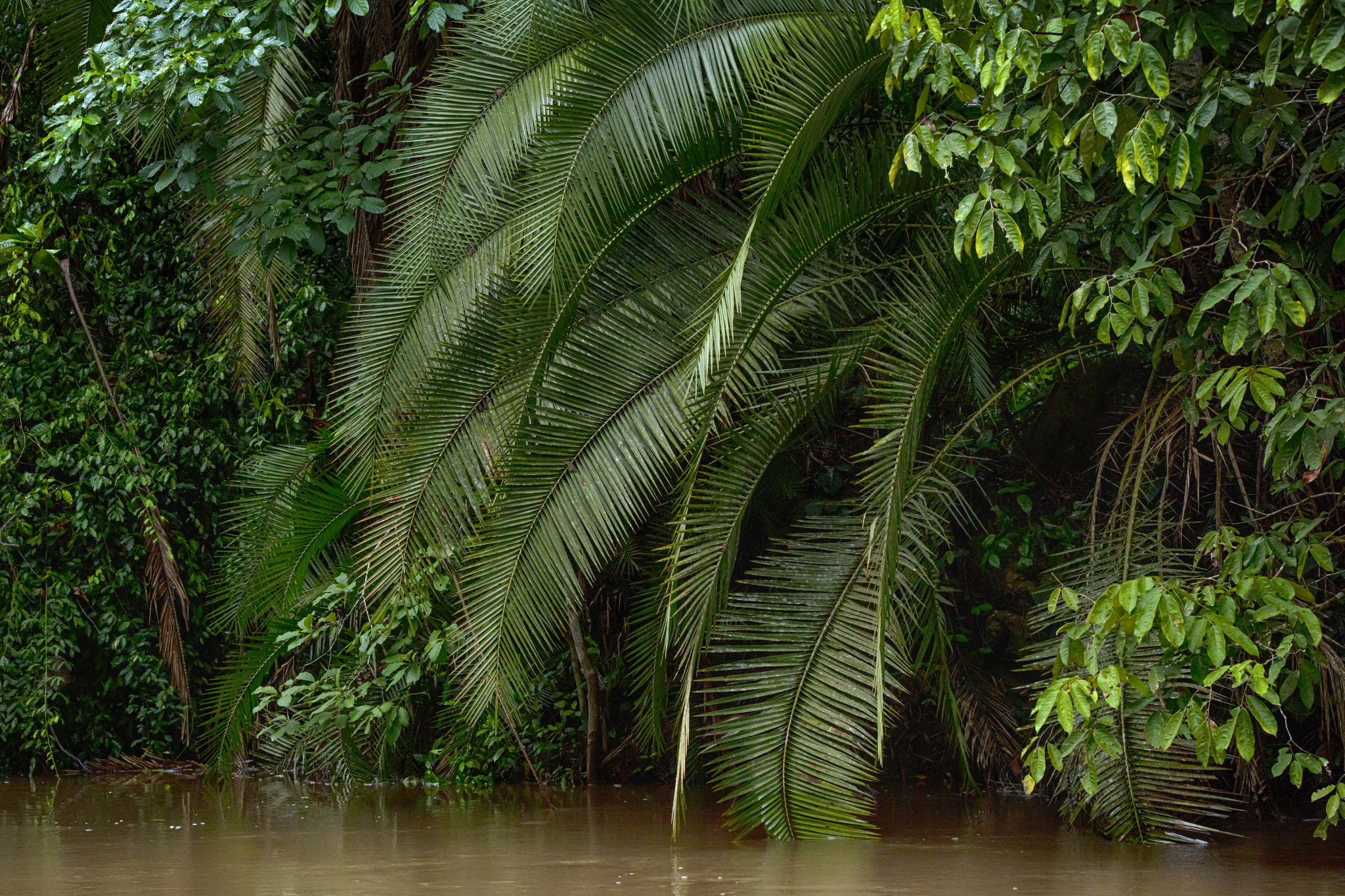 Unveiling tropical enigma: A journey through African rainforests