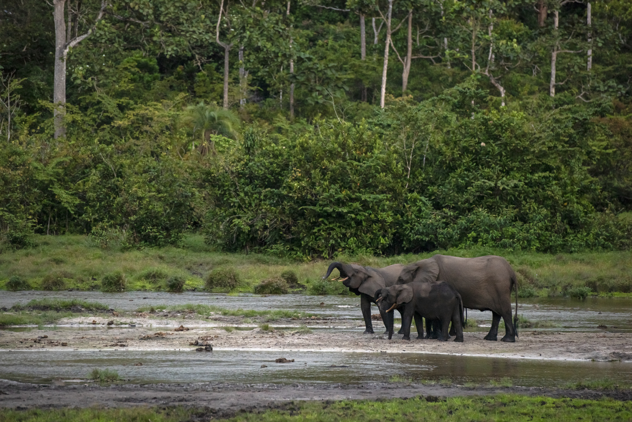 Unveiling tropical enigma: A journey through African rainforests