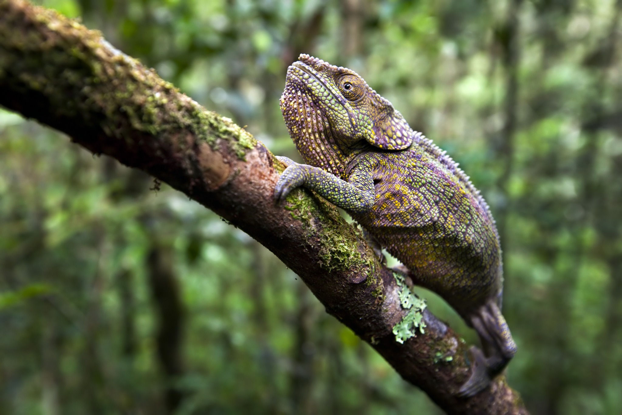 Unveiling tropical enigma: A journey through African rainforests