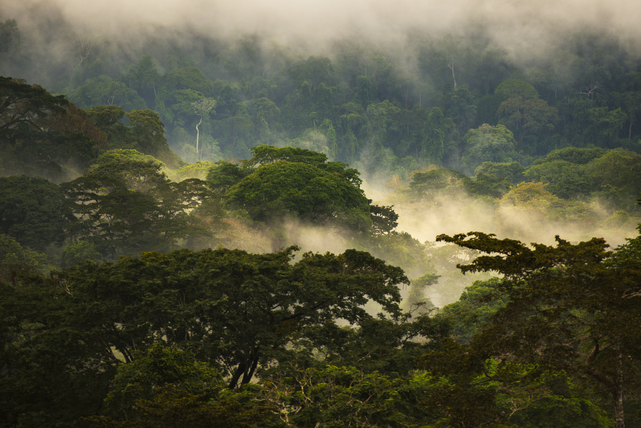 Unveiling tropical enigma: A journey through African rainforests