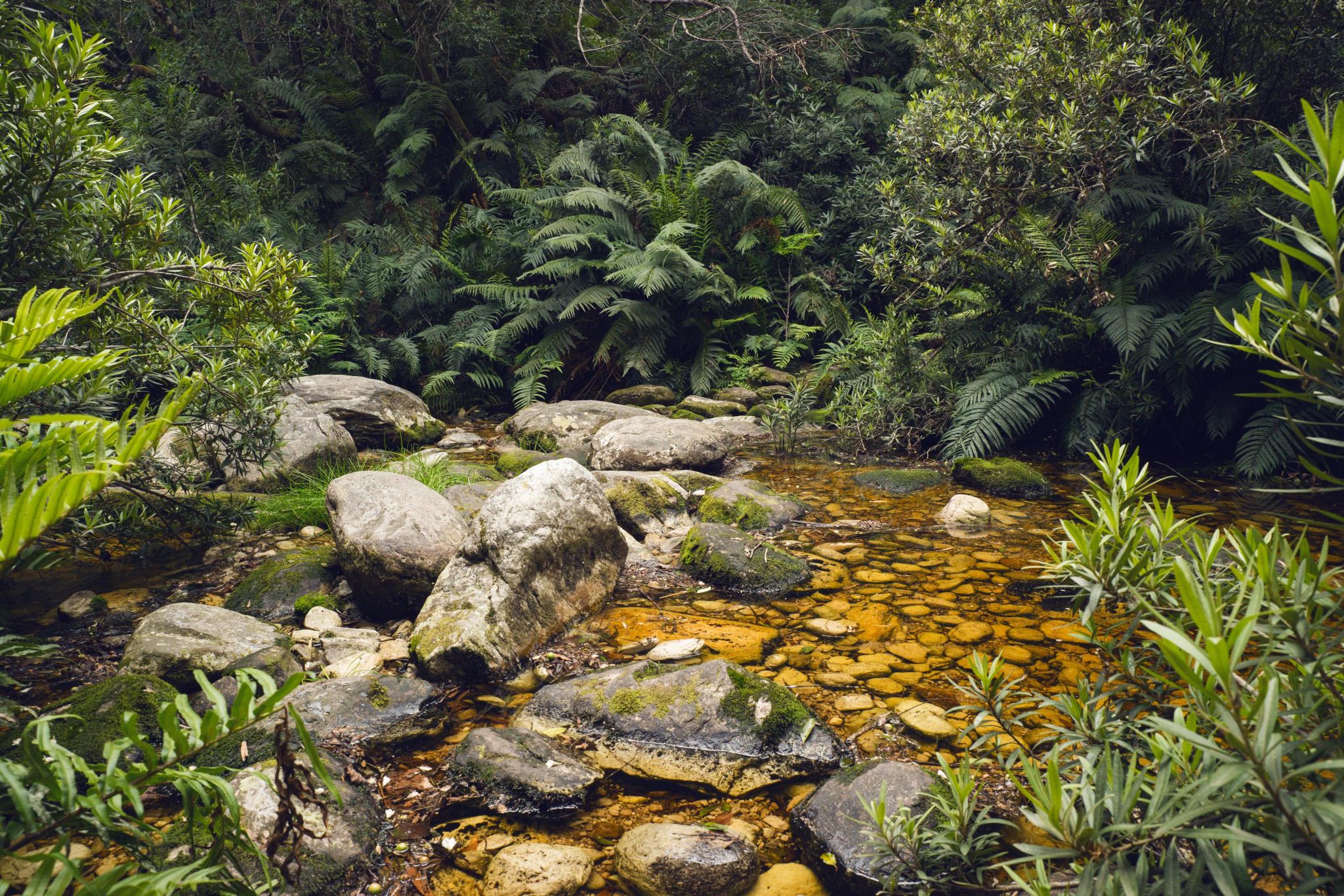 Unveiling tropical enigma: A journey through African rainforests