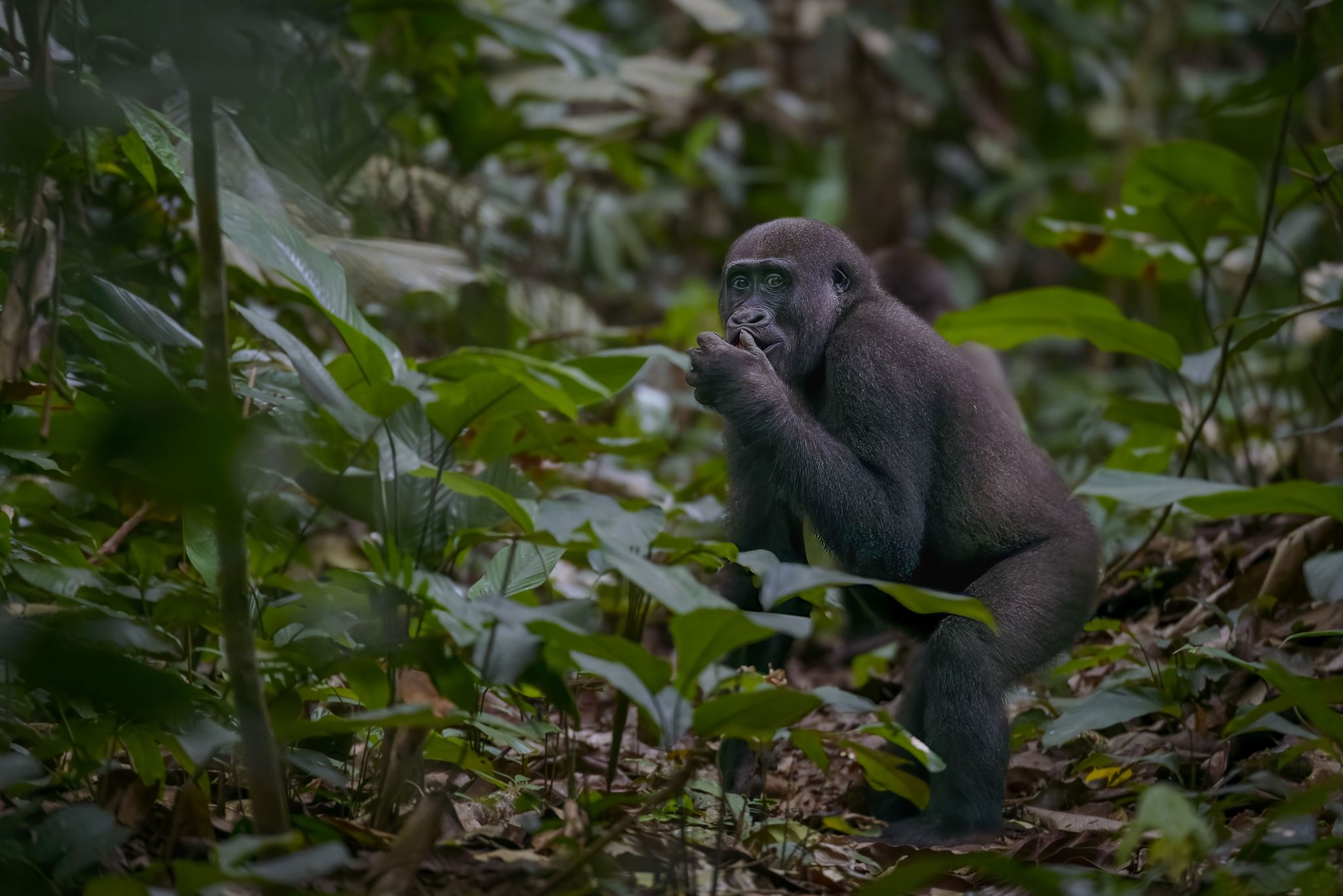 Unveiling tropical enigma: A journey through African rainforests