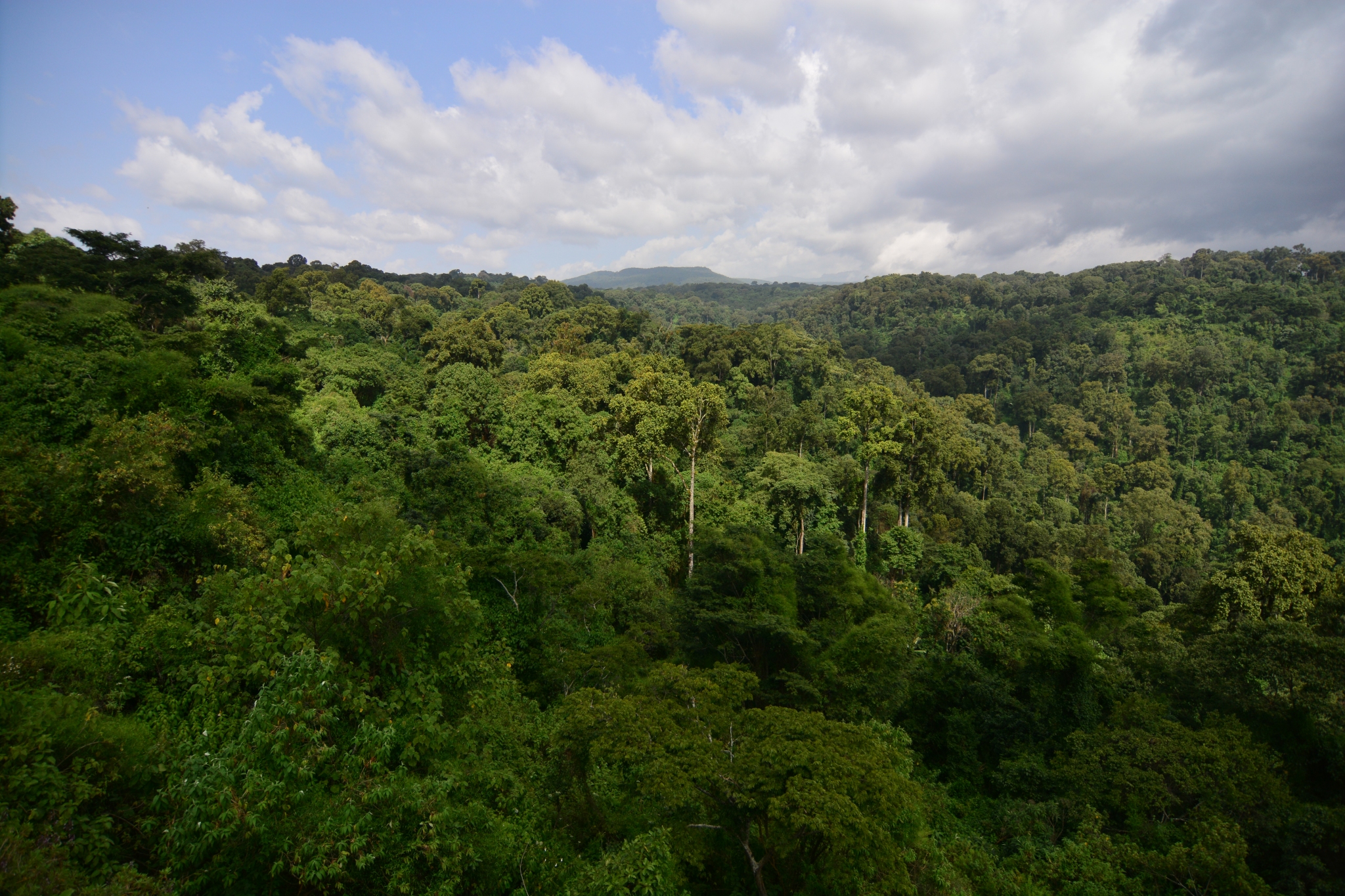 Unveiling tropical enigma: A journey through African rainforests