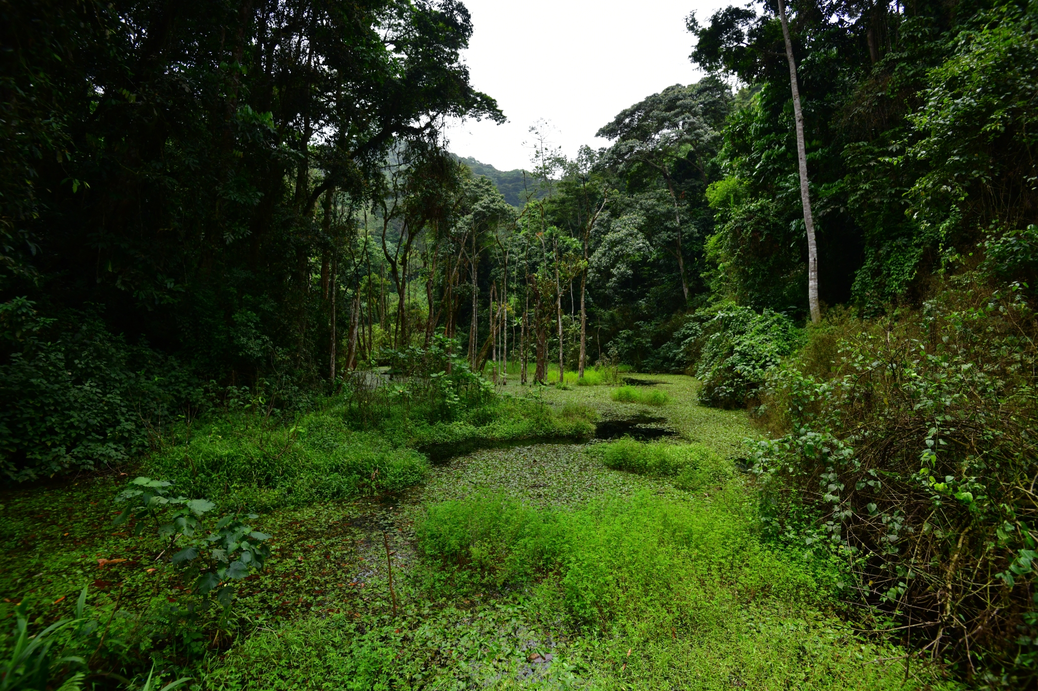 Unveiling tropical enigma: A journey through African rainforests