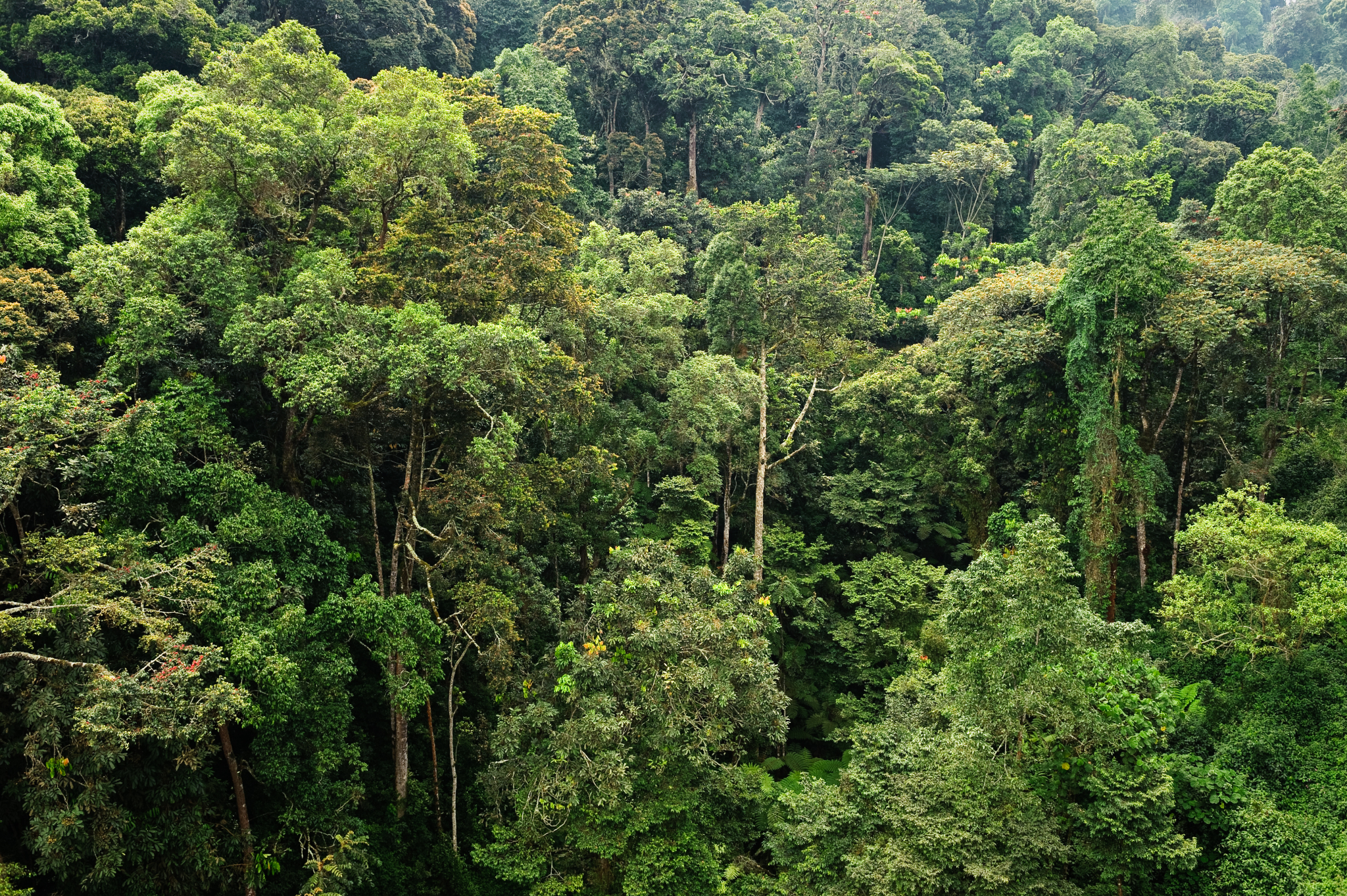 Unveiling tropical enigma: A journey through African rainforests