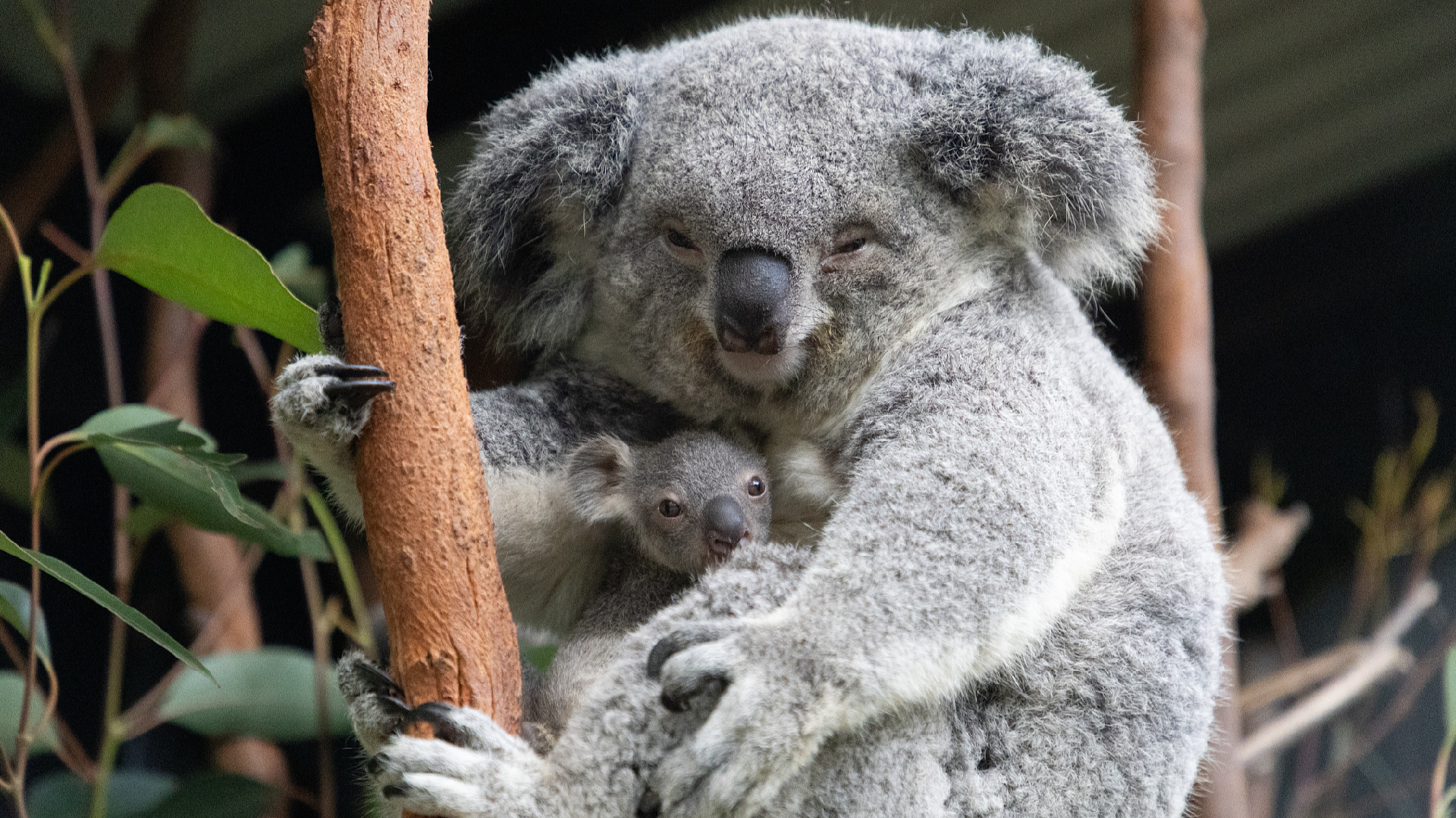 Australia urges citizens to assist in counting its iconic koalas