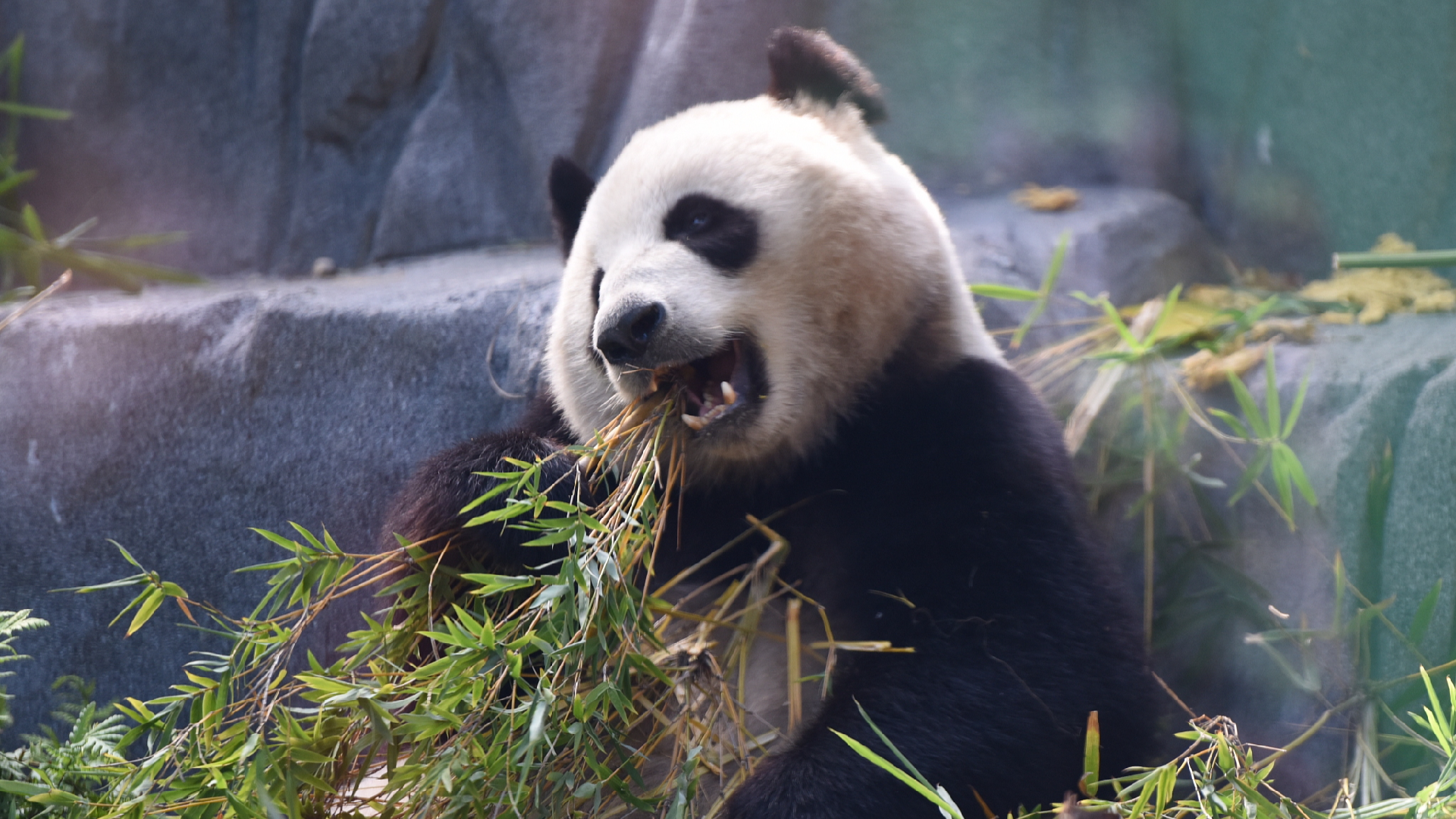 California Announces Panda Day to Celebrate First Public Appearance of Two Giant Pandas