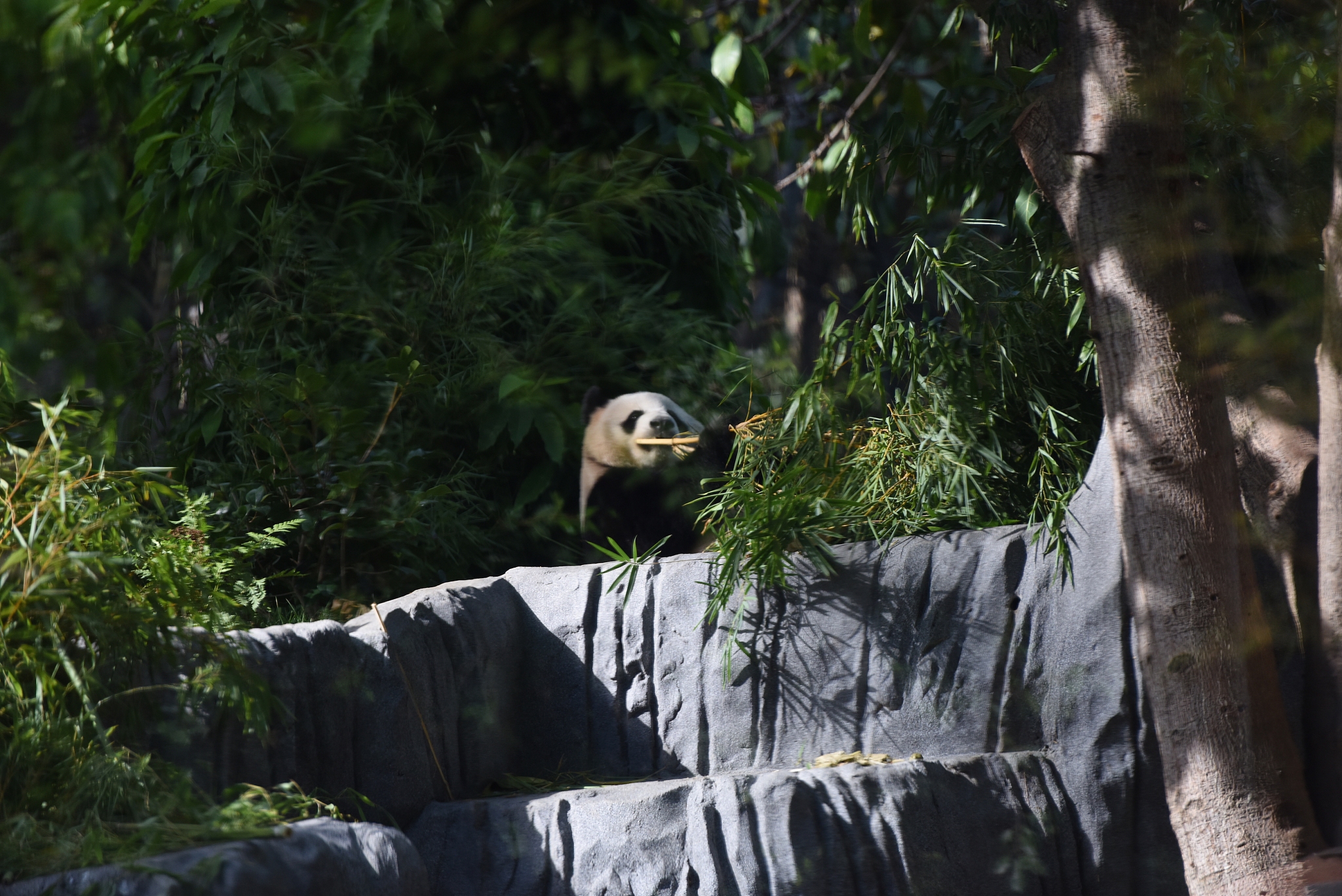 Panda raksasa Xin Bao dengan santai memakan bambu di Kebun Binatang San Diego di California, AS, 7 Agustus 2024. /CFP