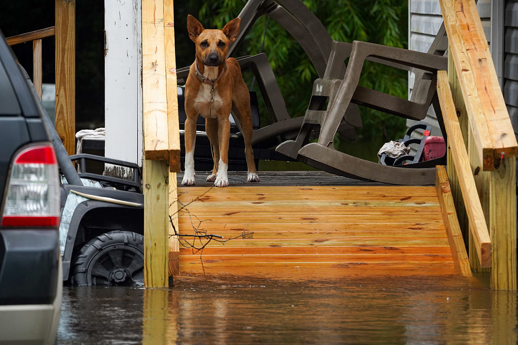  A dog can be seen standing on a front stoop of a home in an area where many homes and cars have been flooded due to excessive rains in Statesboro, Georgia, U.S., August 7, 2024. /CFP
