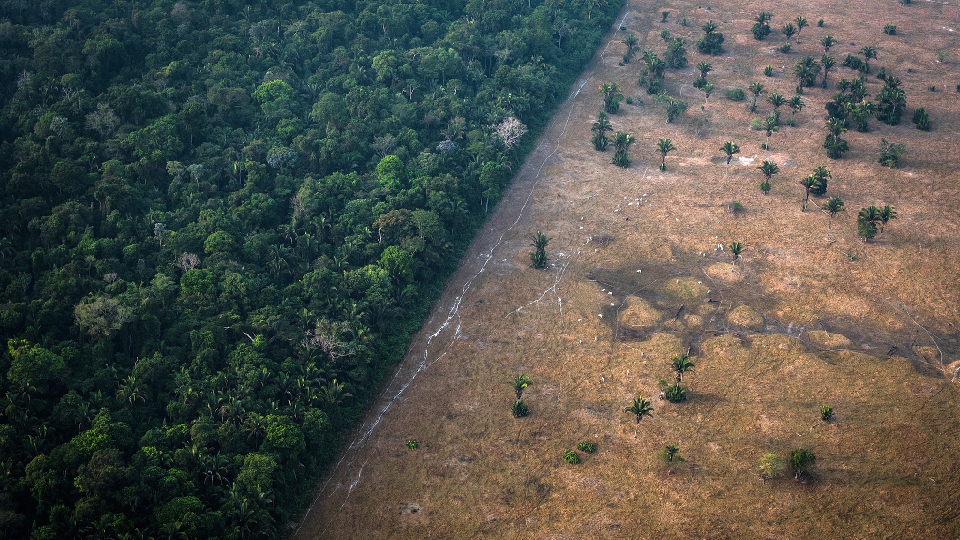 Brazil Reports Amazon Deforestation at Its Lowest Since 2016