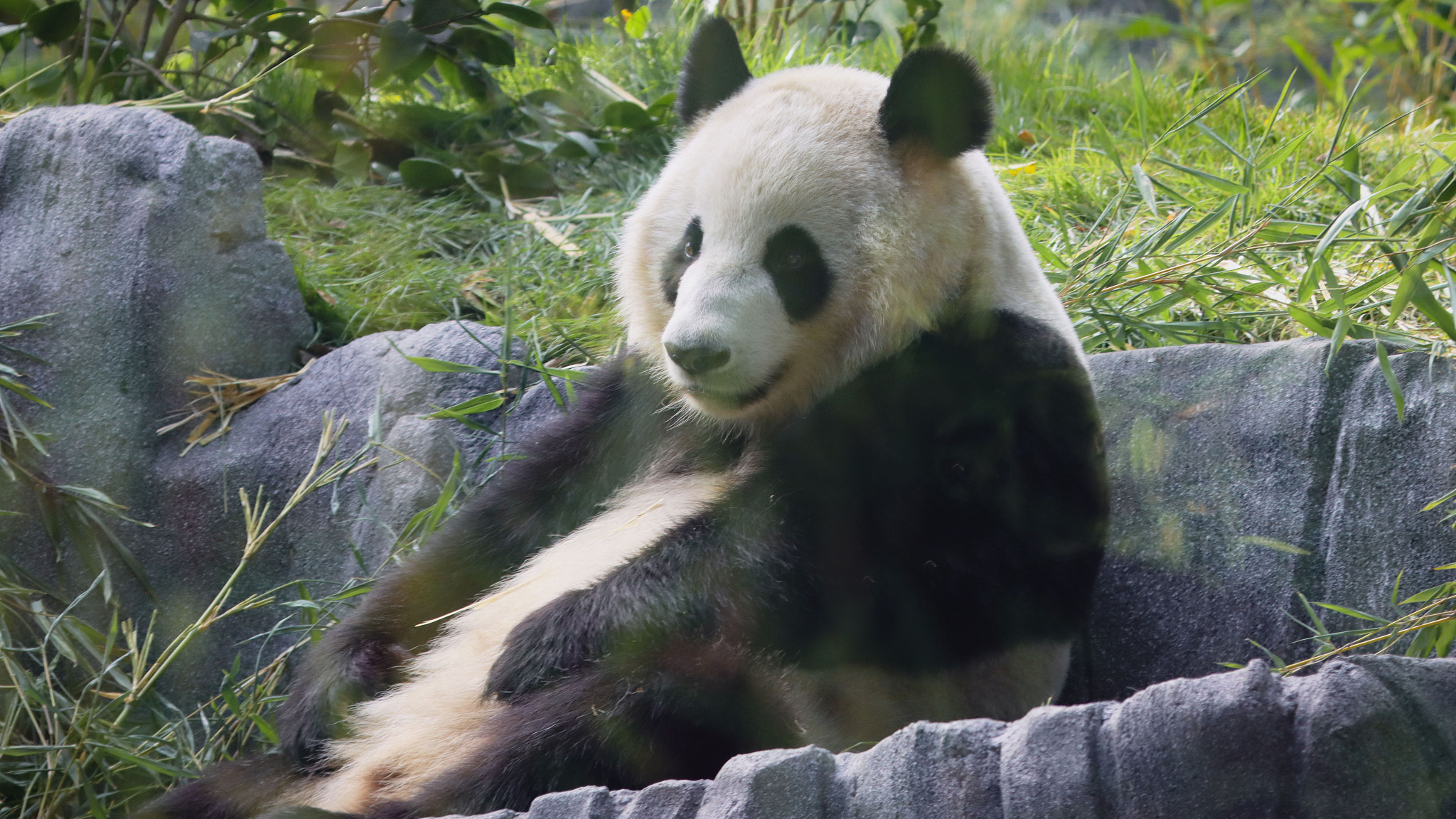 Giant panda Xin Bao is seen in her habitat at Panda Ridge during a media preview at San Diego Zoo on August 7, 2024 in San Diego, California. /CFP