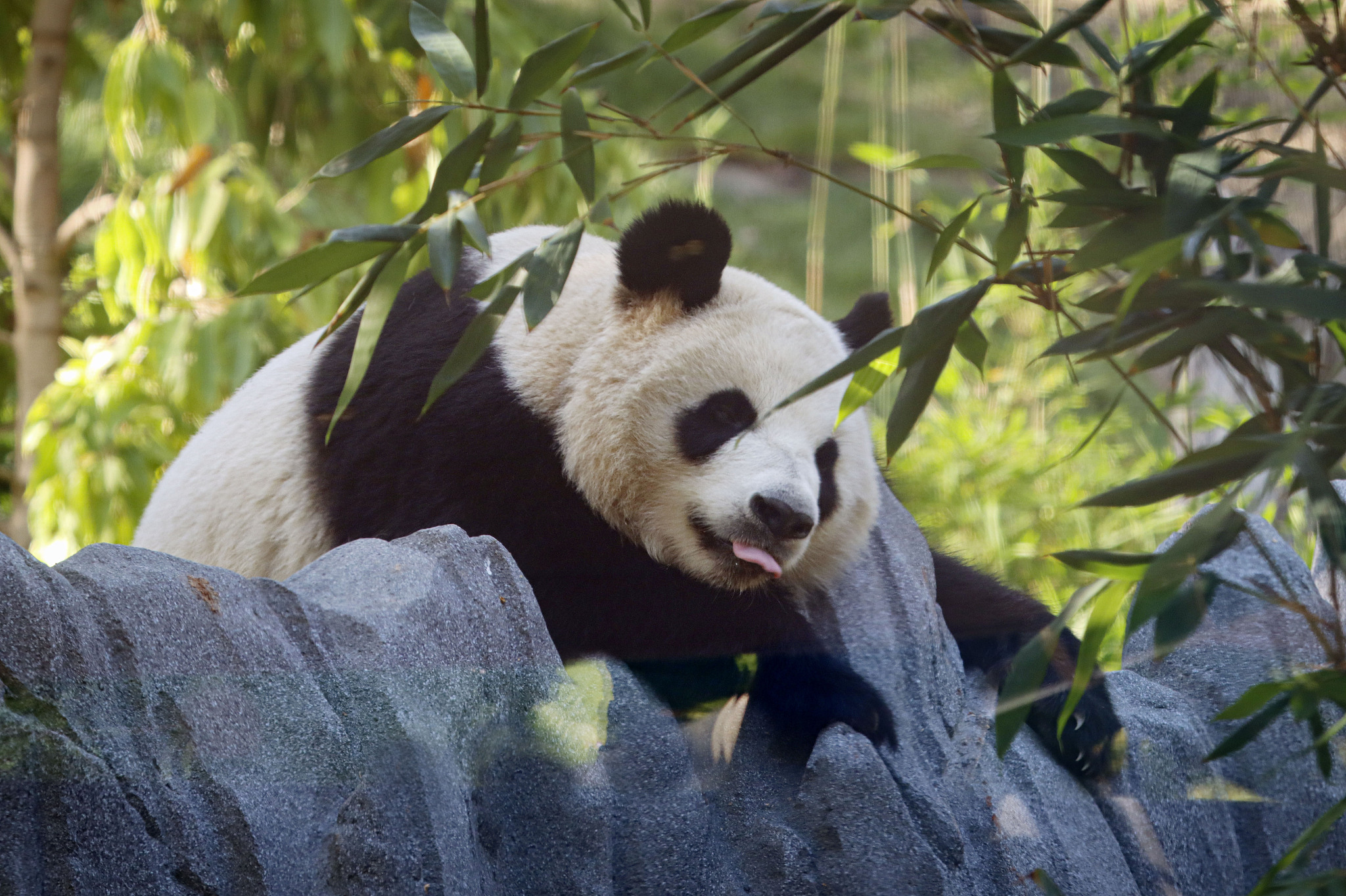 Giant panda Xin Bao sticks out her tongue during a media preview at San Diego Zoo on August 7, 2024 in San Diego, California. /CFP