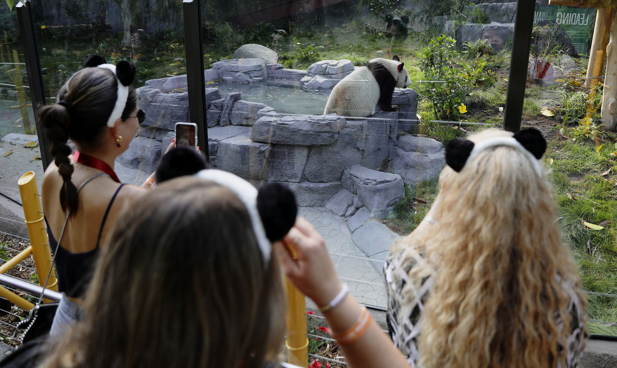 Visitors take photos of giant panda Xin Bao during the media preview at Panda Ridge at San Diego Zoo on August 7, 2024 in San Diego, California. /CFP