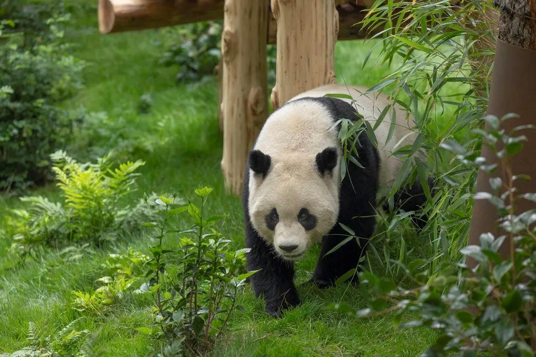 Xin Bao's male companion Yun Chuan, Ya'an, Sichuan Province of southwest China, time unknown. /CMG 