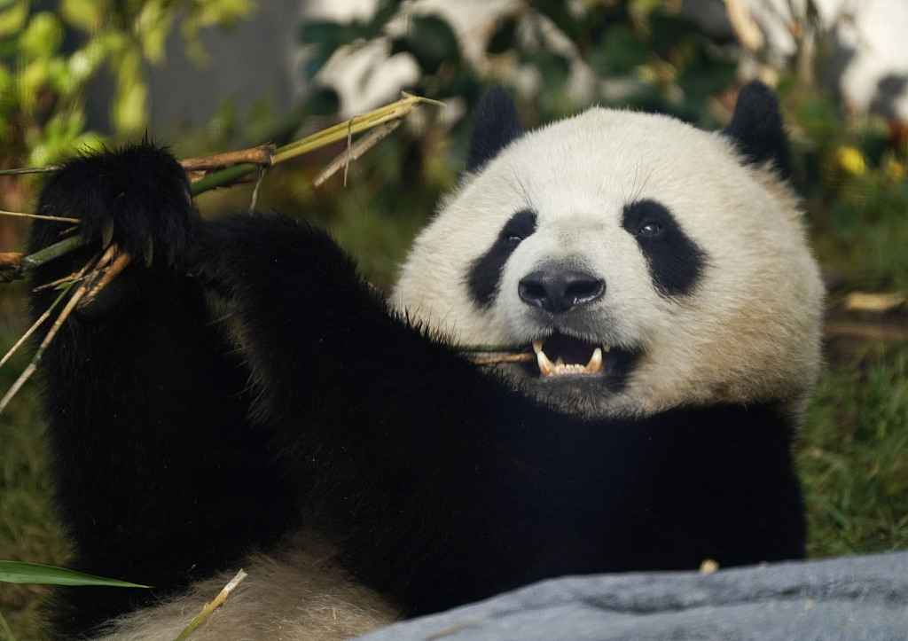 Female panda Xin Bao is seen eating bamboo at the San Diego Zoo in the United States, August 8, 2024. /CFP