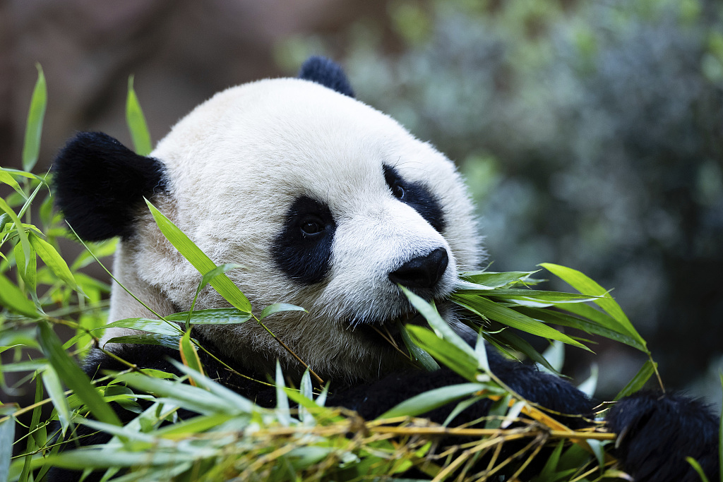 Male panda Yun Chuan is seen eating bamboo at the San Diego Zoo in the United States, August 8, 2024. /CFP