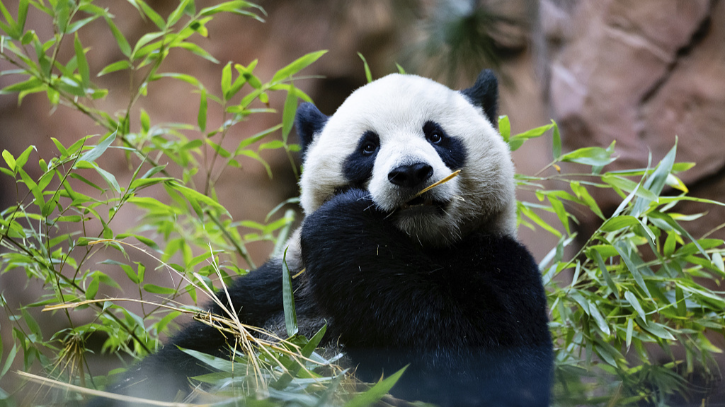 Male panda Yun Chuan is seen eating bamboo at the San Diego Zoo in the United States, August 8, 2024. /CFP