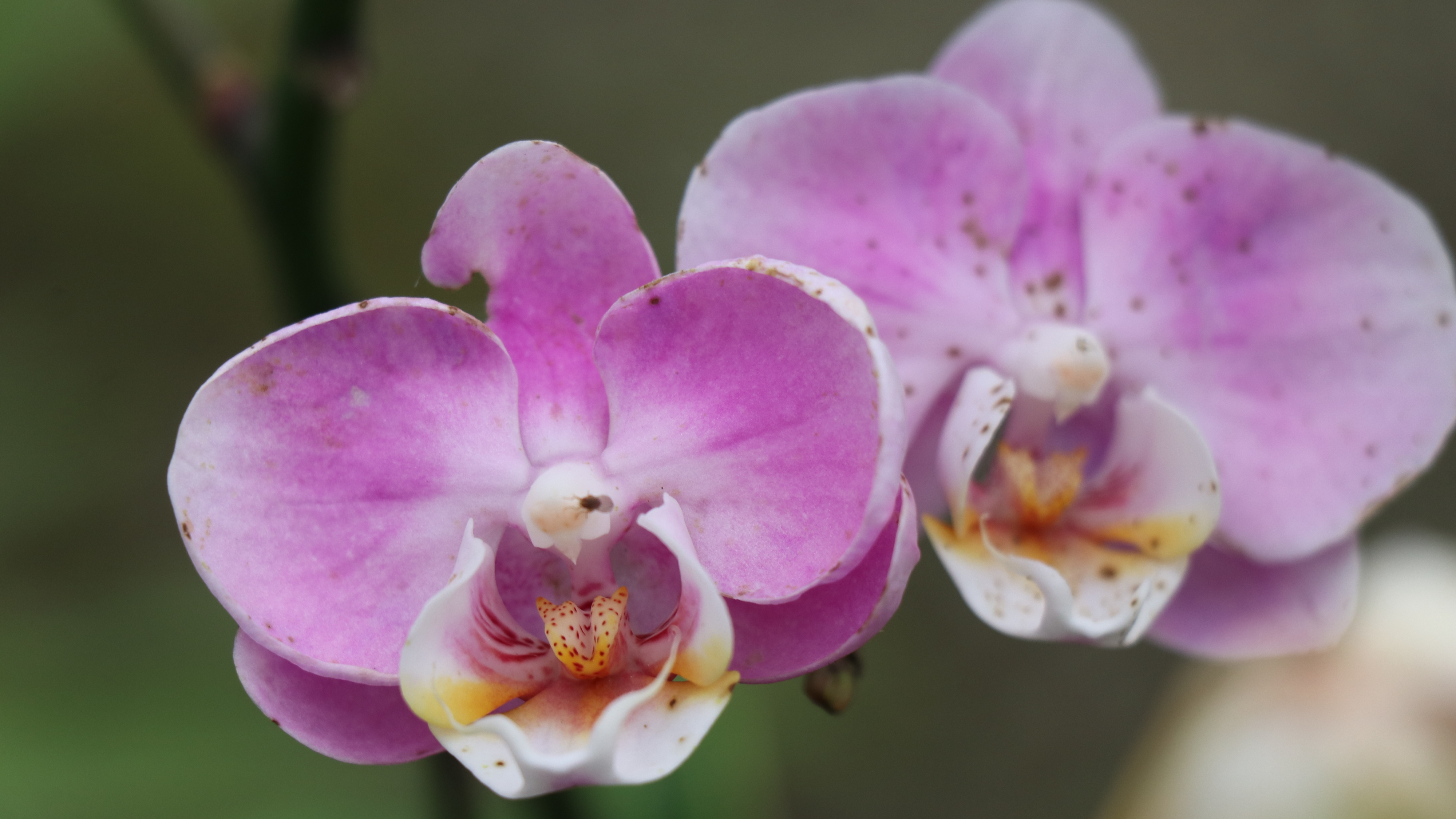 Calanthe sieboldii Decne, an internationally endangered wild plant, April 25, 2024. /CFP